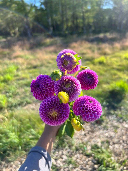 Franz Kafka Dahlia