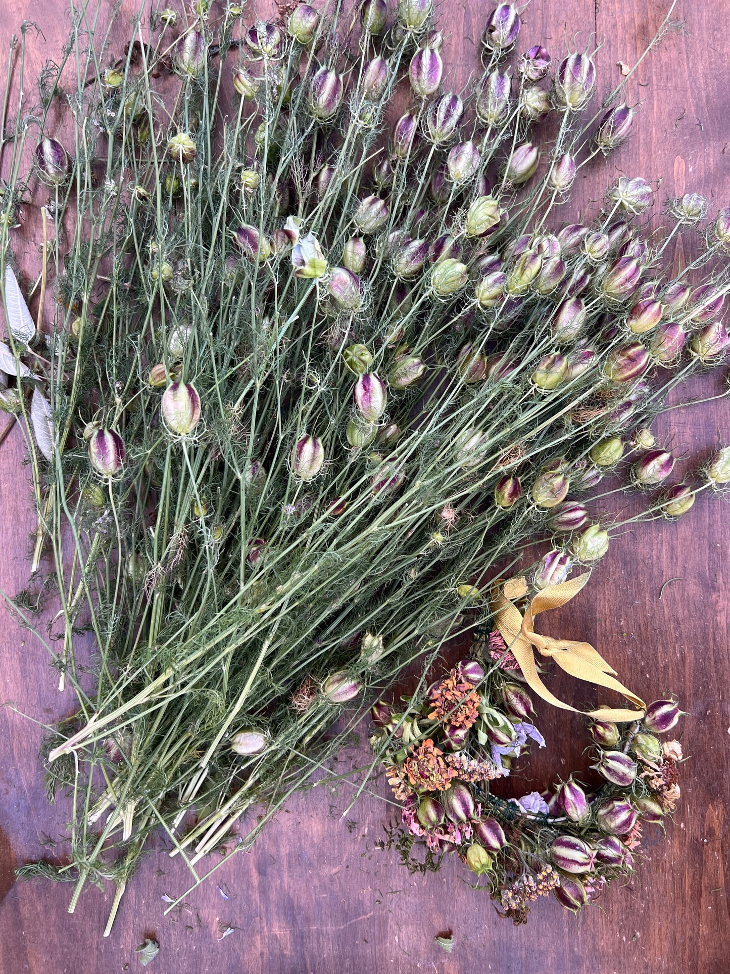 Nigella 'Miss Jekyll Rose'