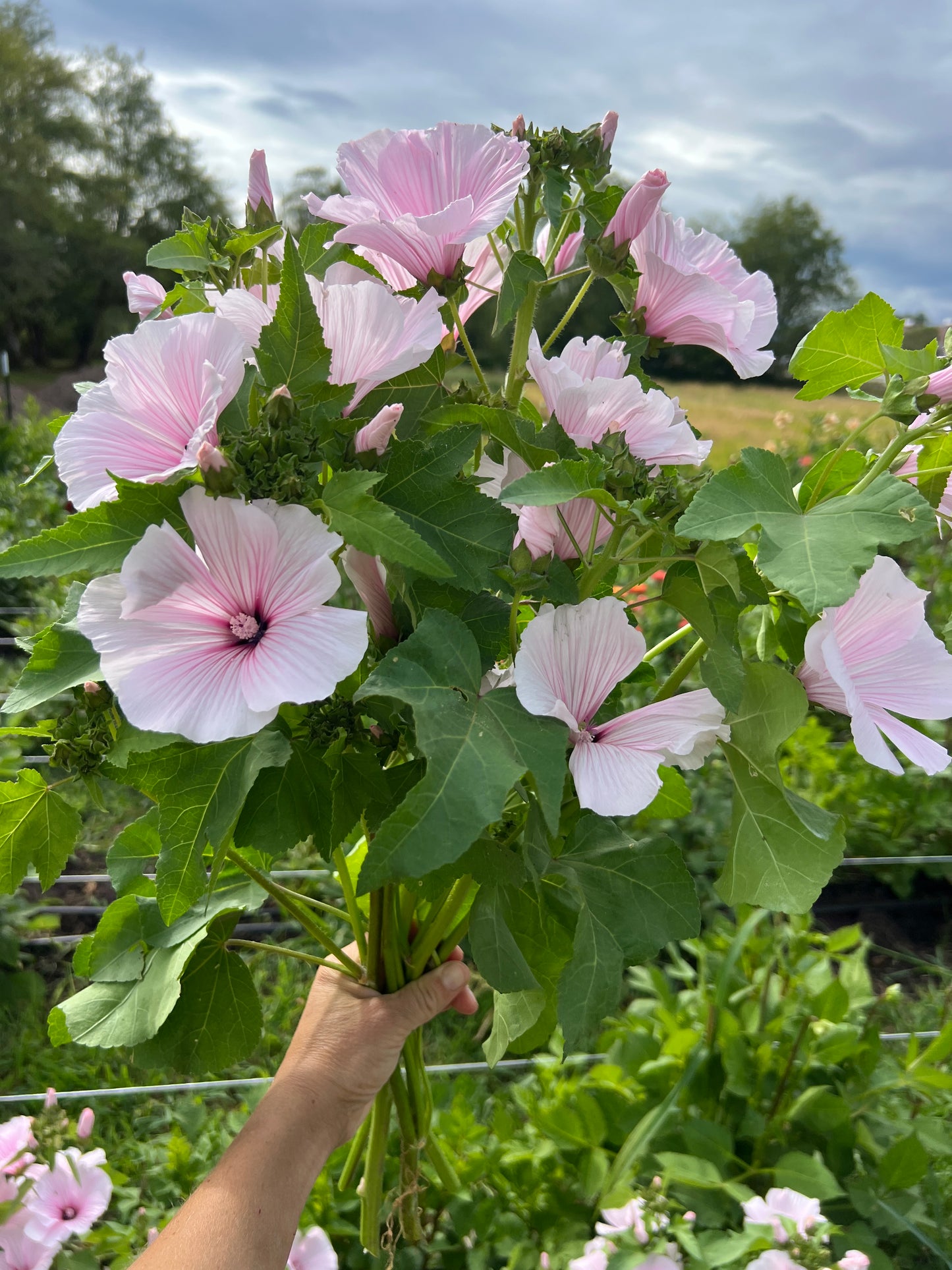 Lavatera 'Pink Regis'