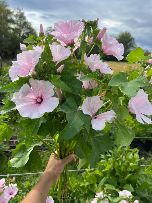 Lavatera 'Pink Regis'