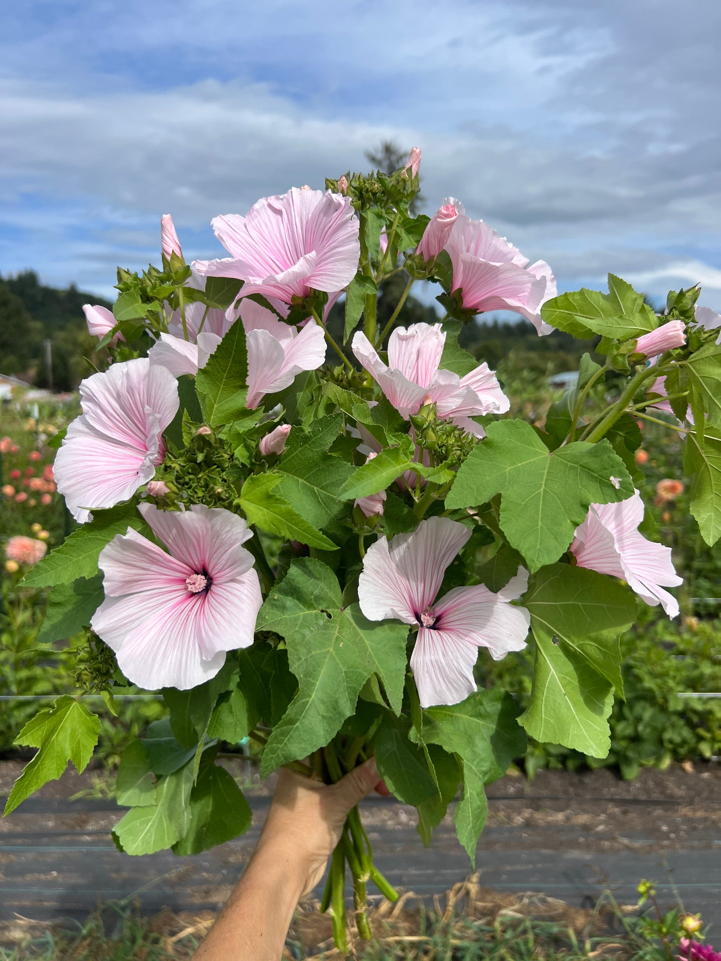 Lavatera 'Pink Regis'