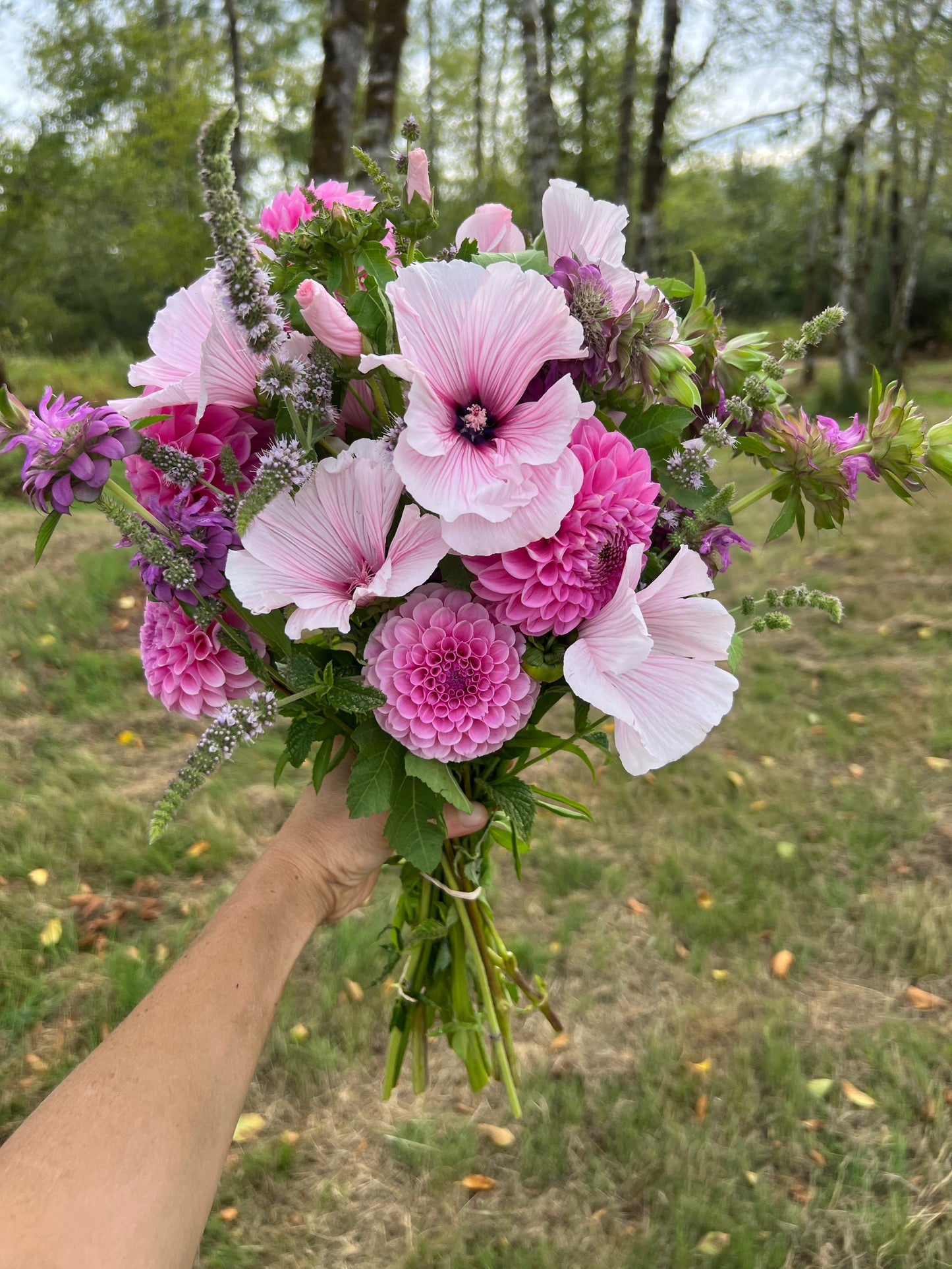 Lavatera 'Pink Regis'