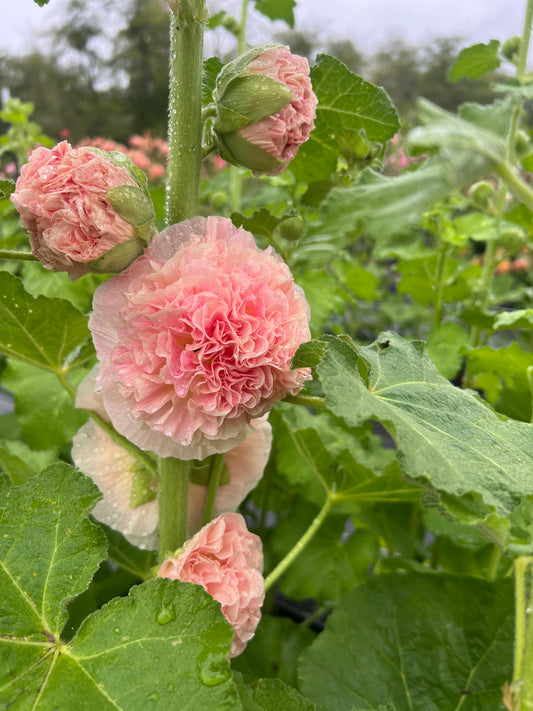 Hollyhocks 'Peaches 'n Dreams'