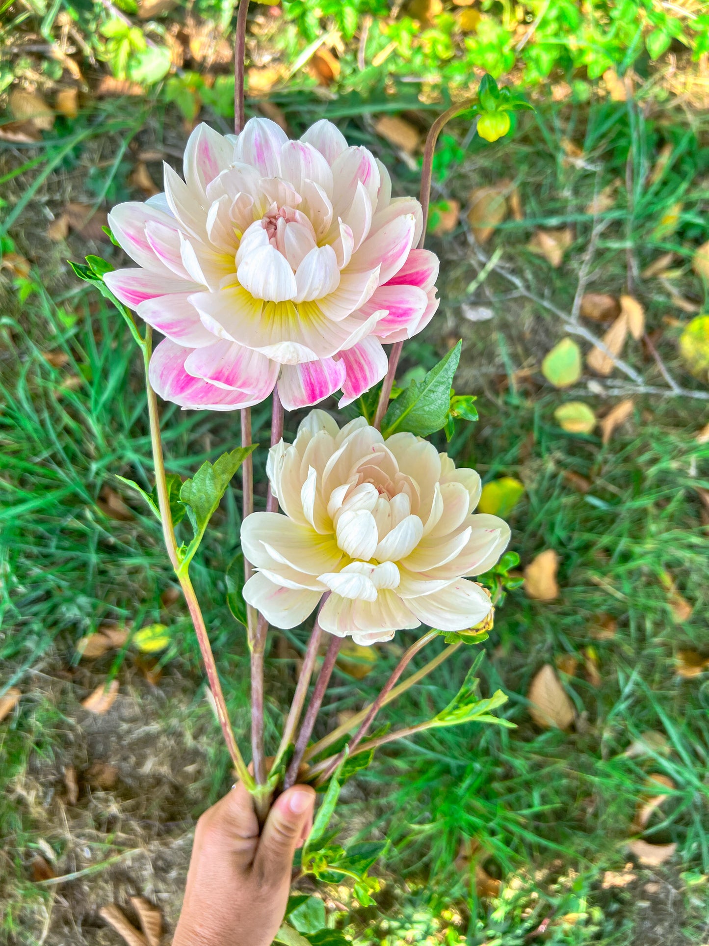 Kelgai Ann Dahlia - LIMIT 1