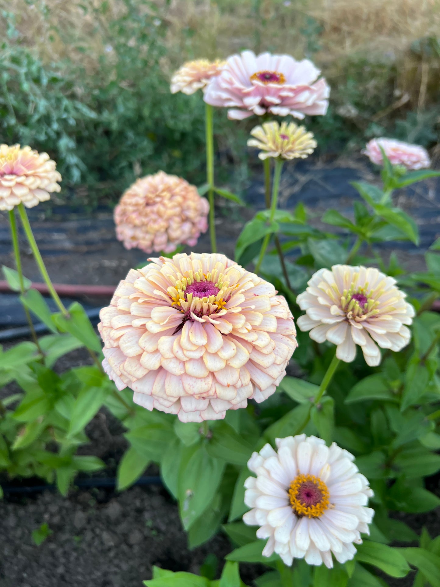 Zinnia 'Pastel Mix'