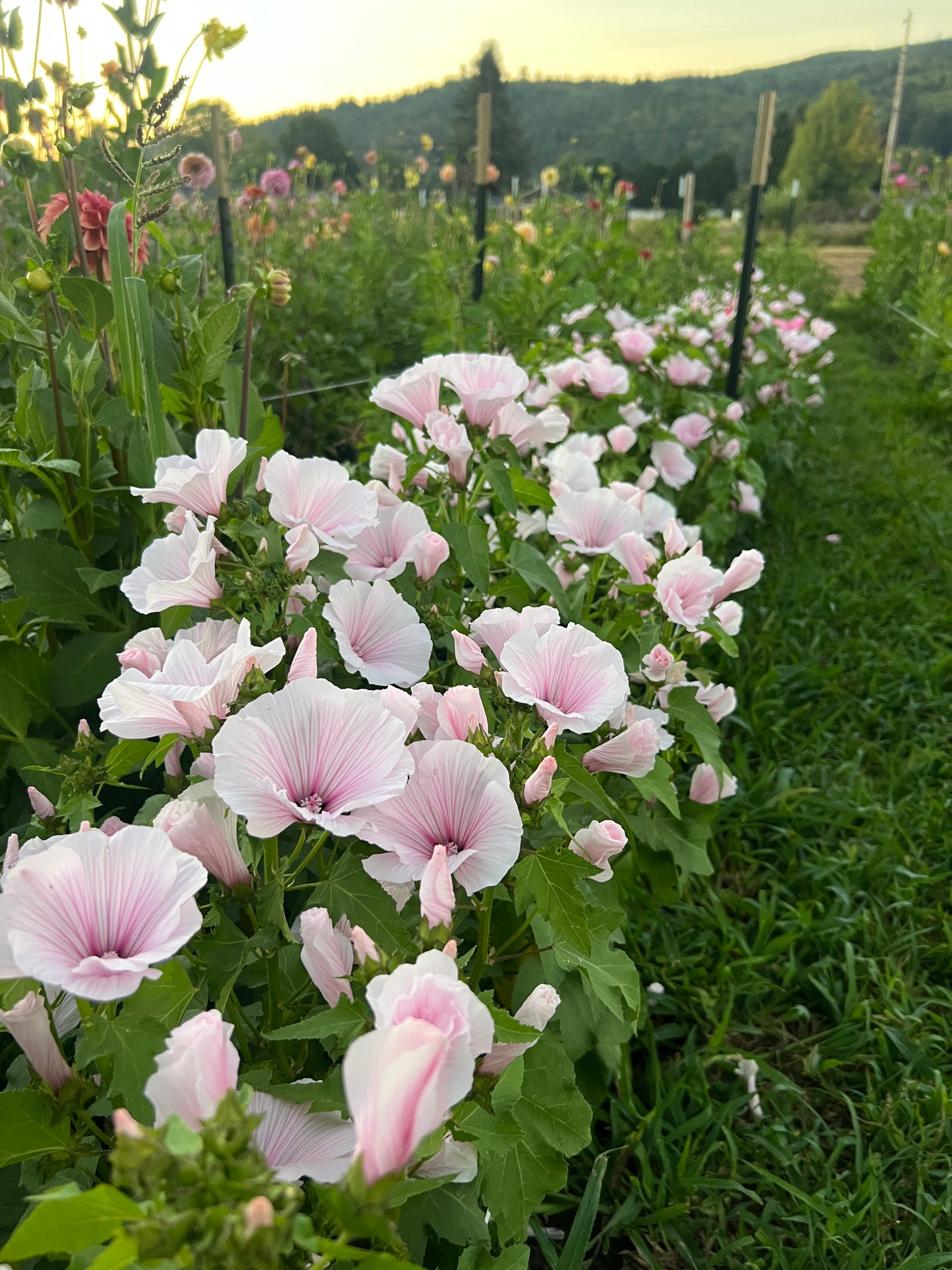 Lavatera 'Pink Regis'