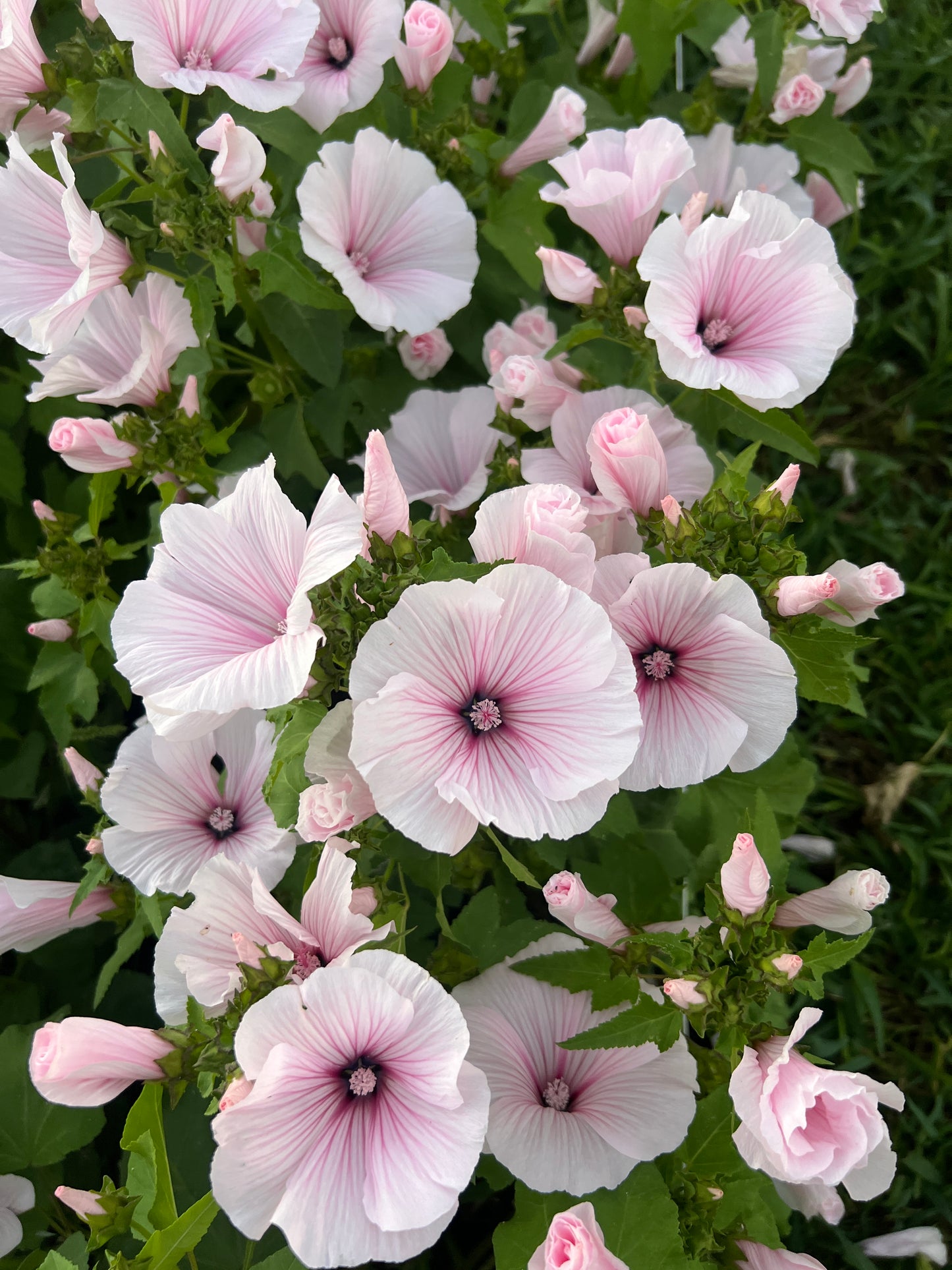 Lavatera 'Pink Regis'