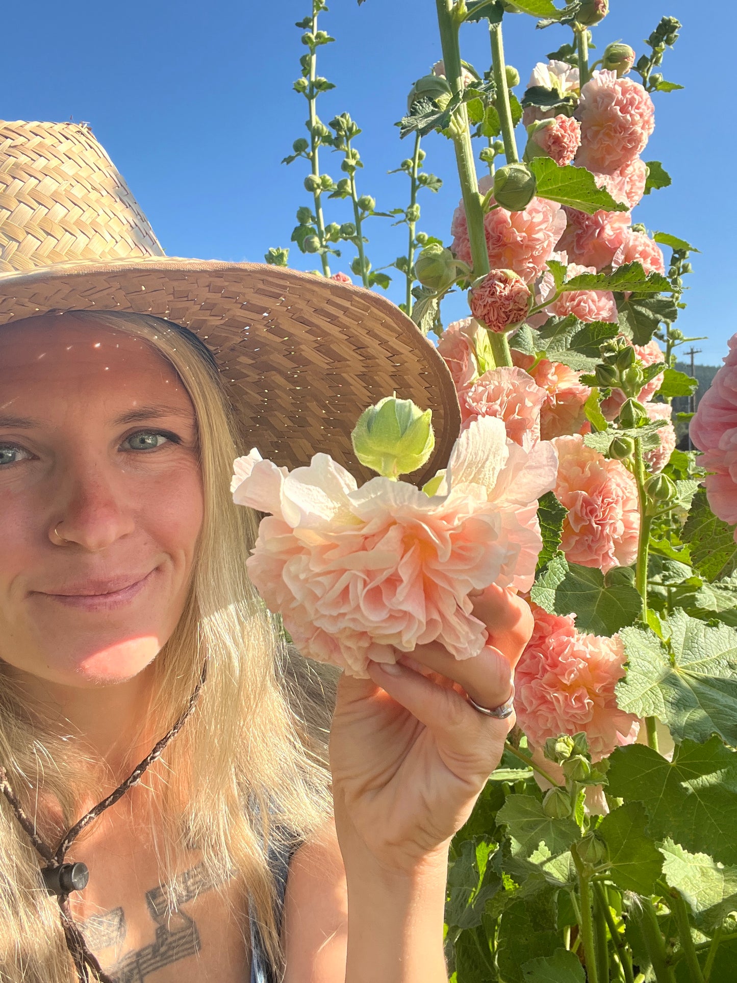 Hollyhocks 'Peaches 'n Dreams'