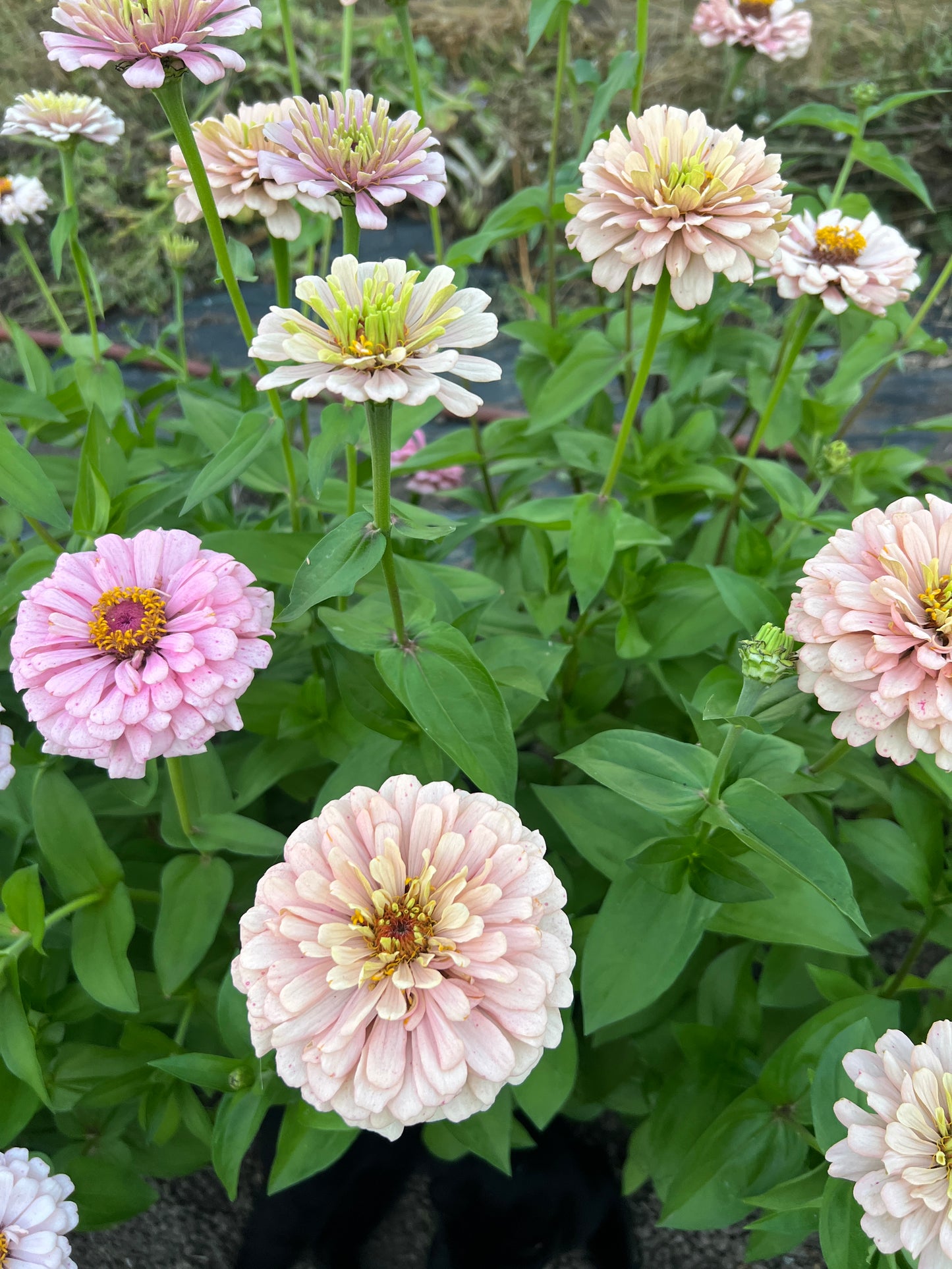 Zinnia 'Pastel Mix'
