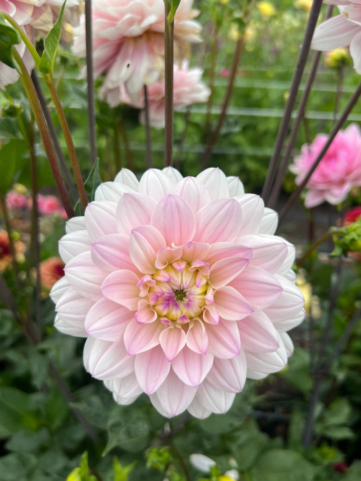Silver Years Dahlia
