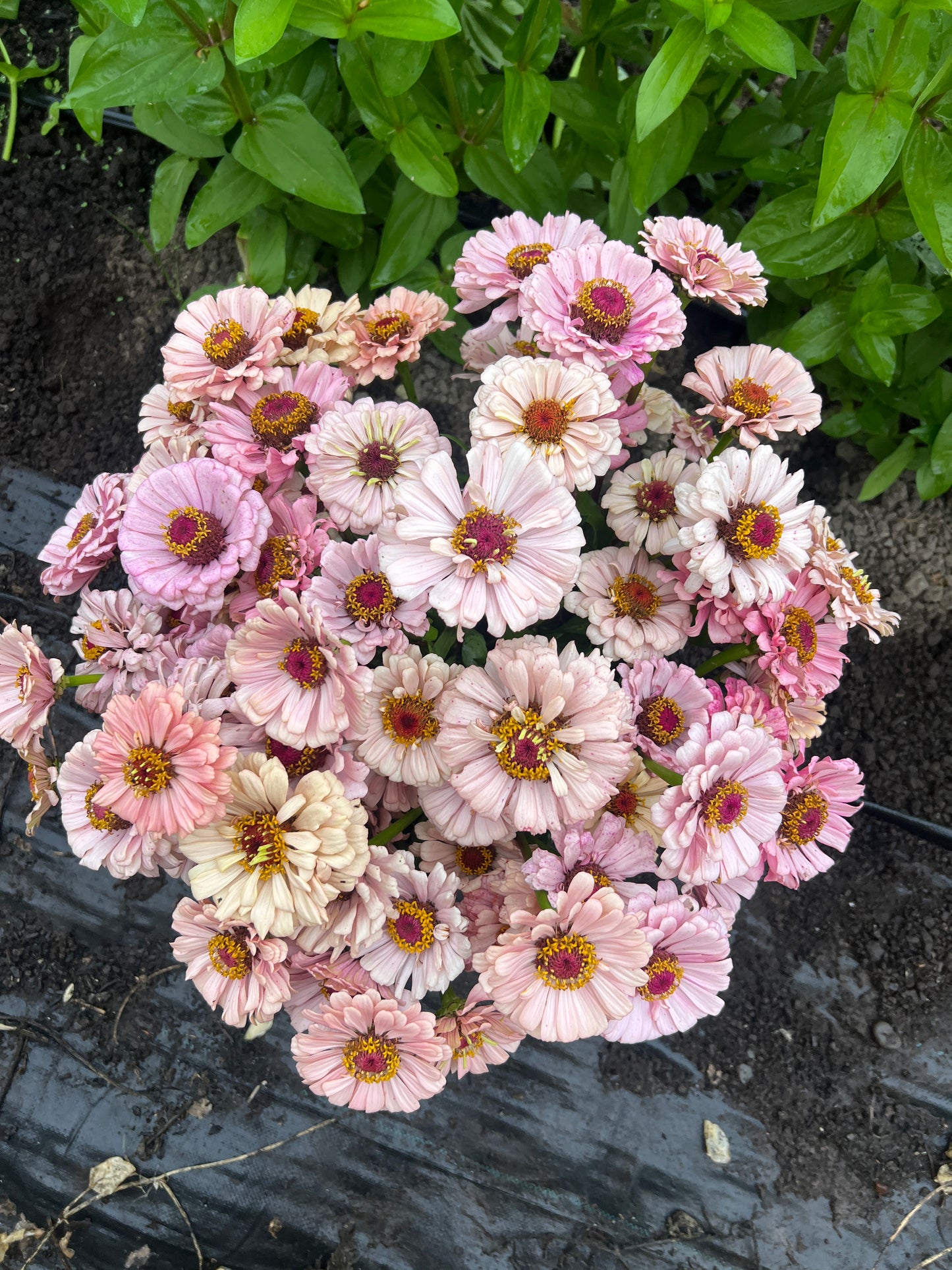 Zinnia 'Pastel Mix'