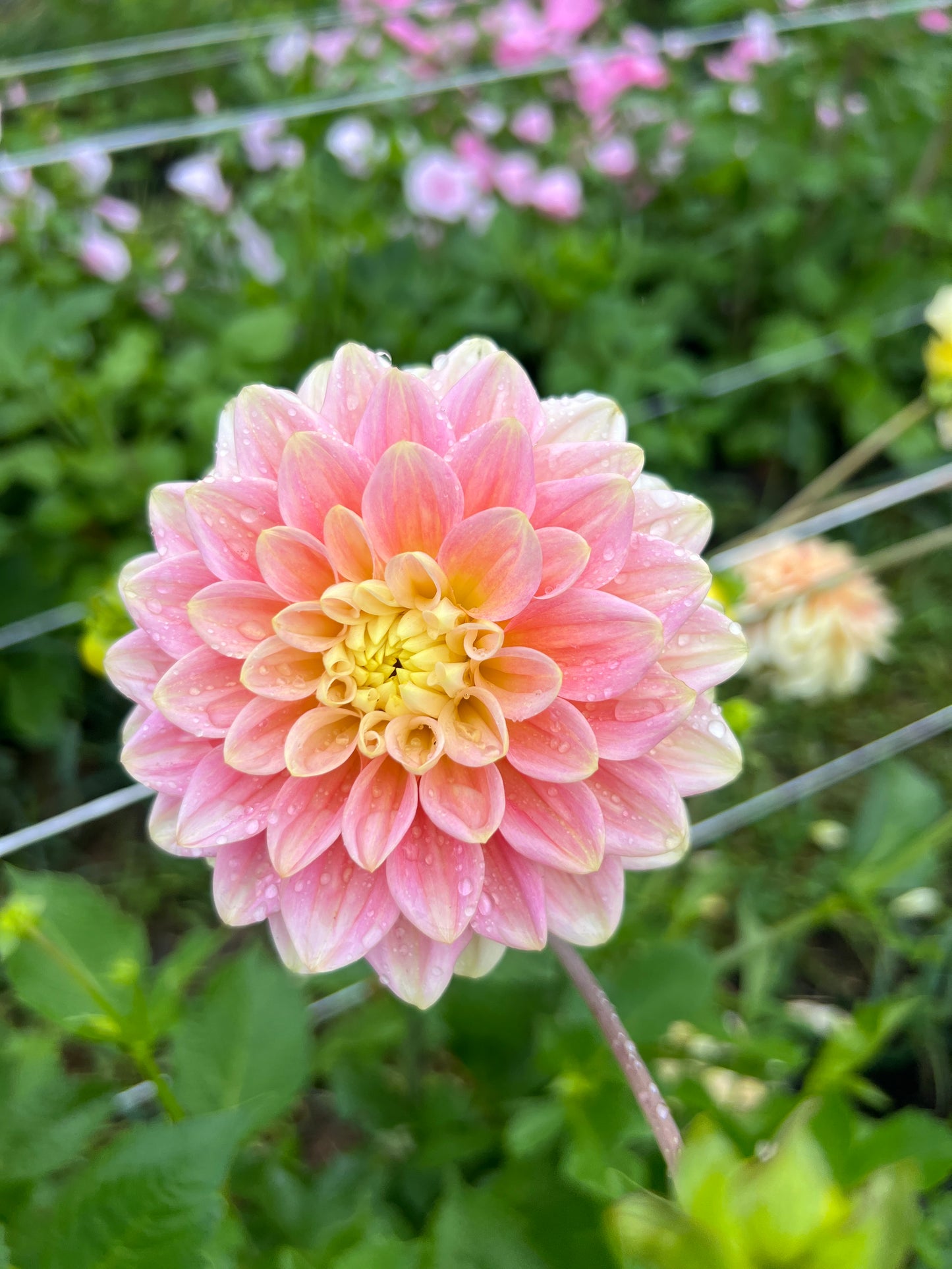 Dahlia Seeds - Mix