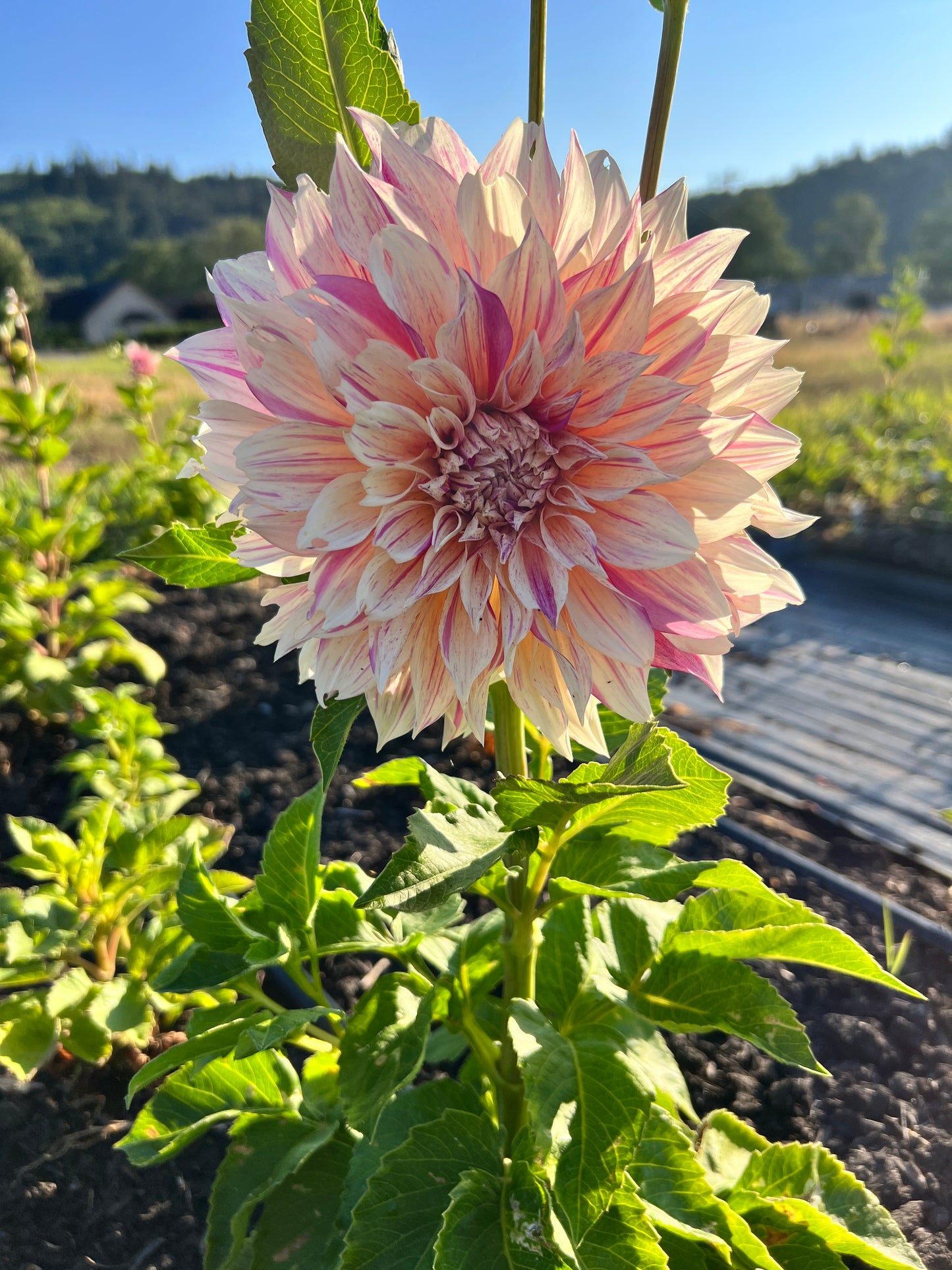 Cafe au Lait Twist Dahlia