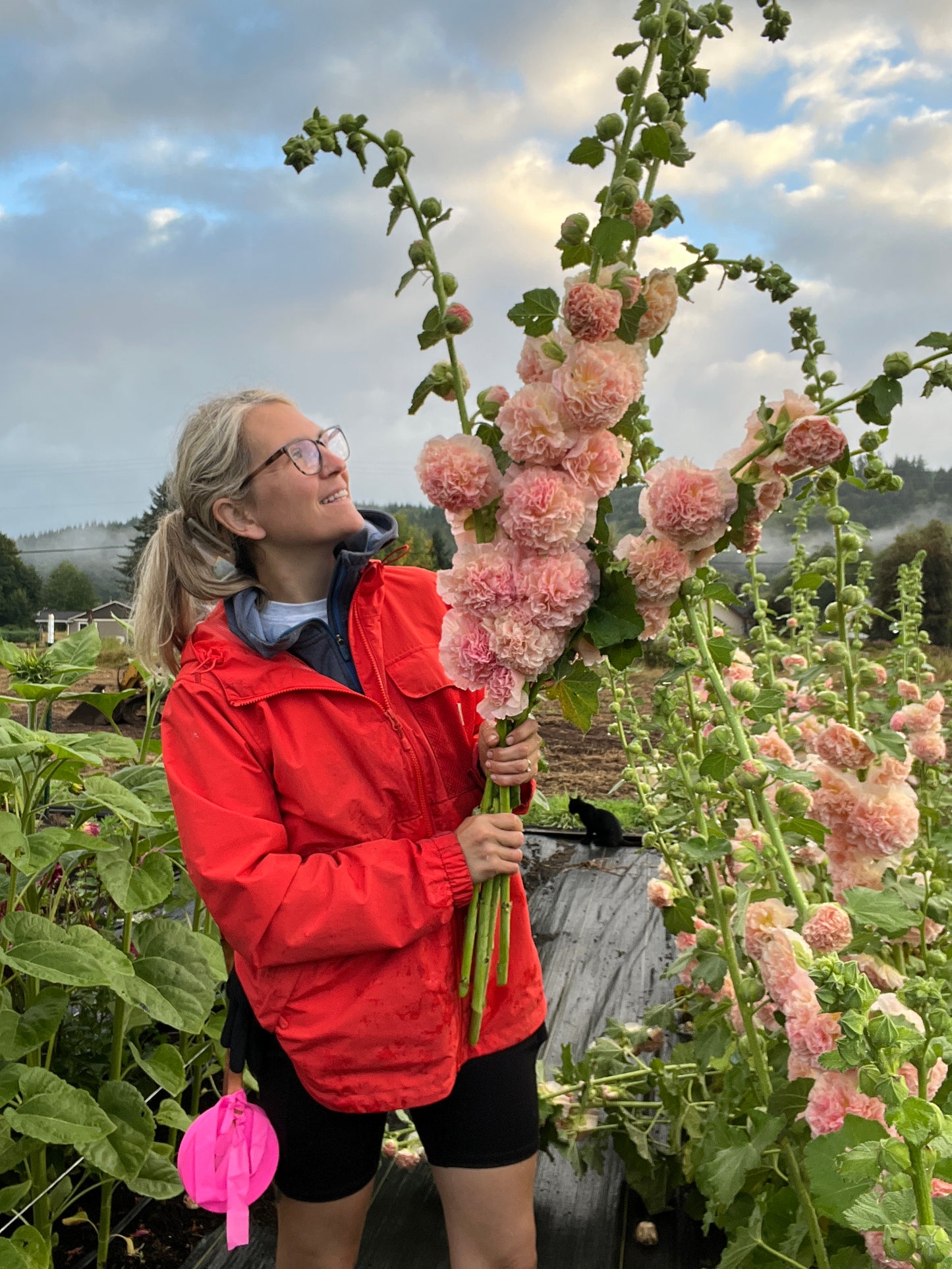 Hollyhocks 'Peaches 'n Dreams'
