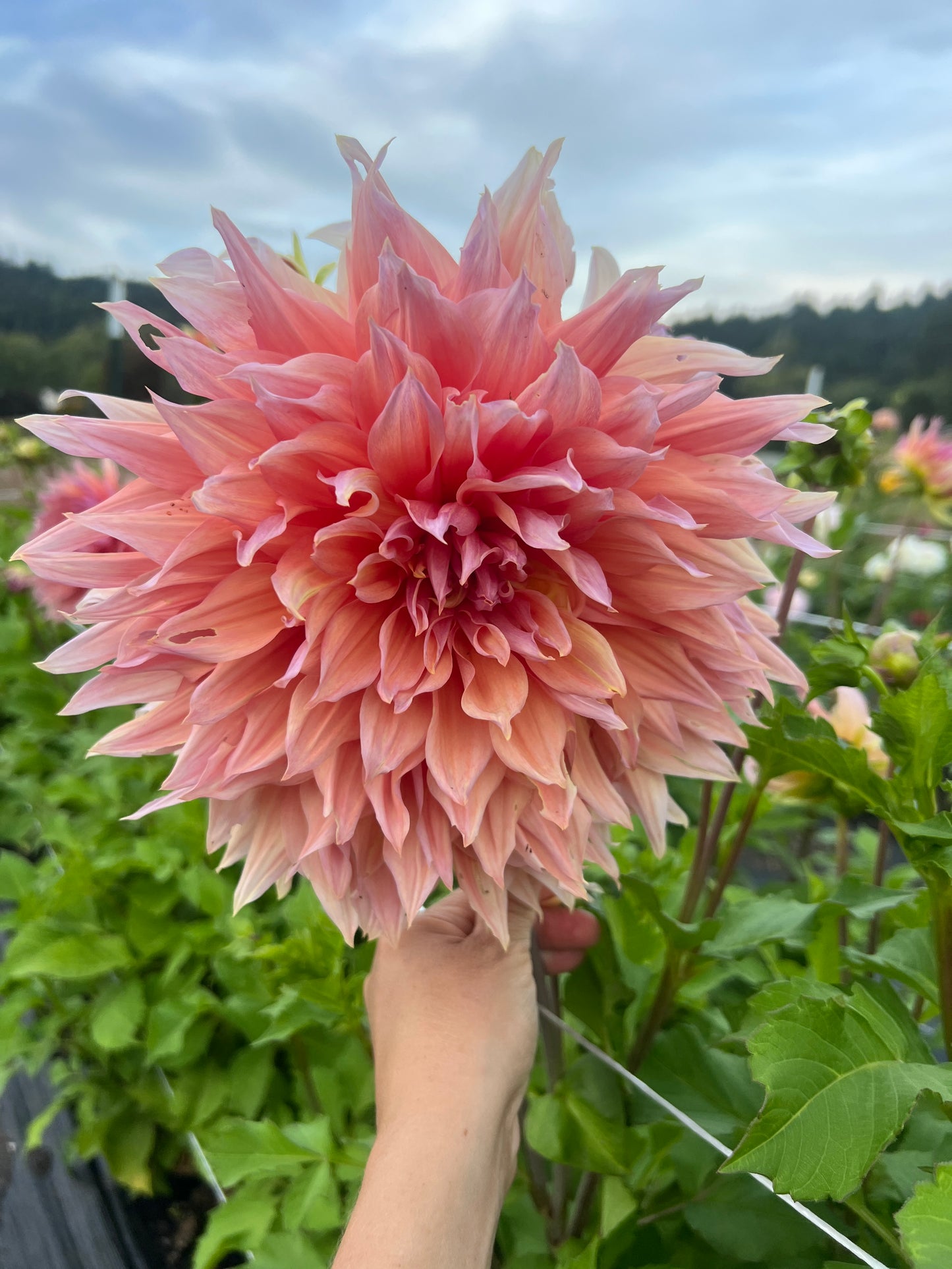 Sherwood Peach Dahlia