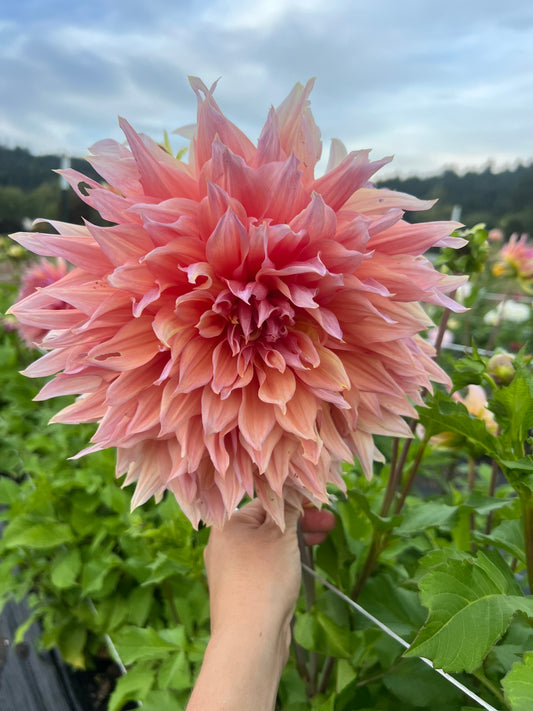 Sherwood Peach Dahlia