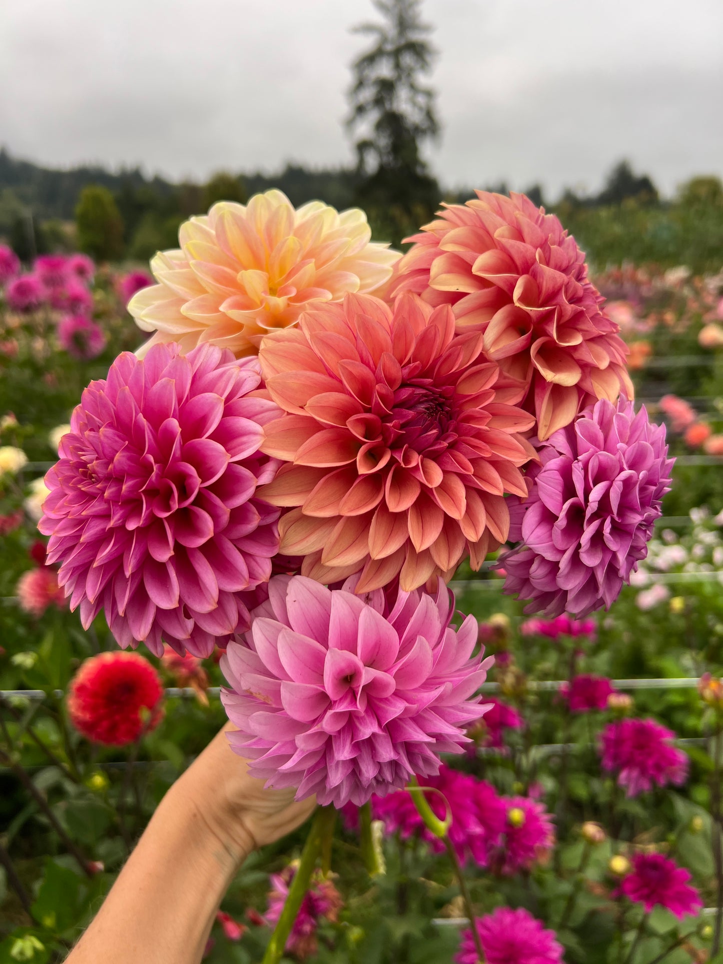 Dahlia Seeds - Mix