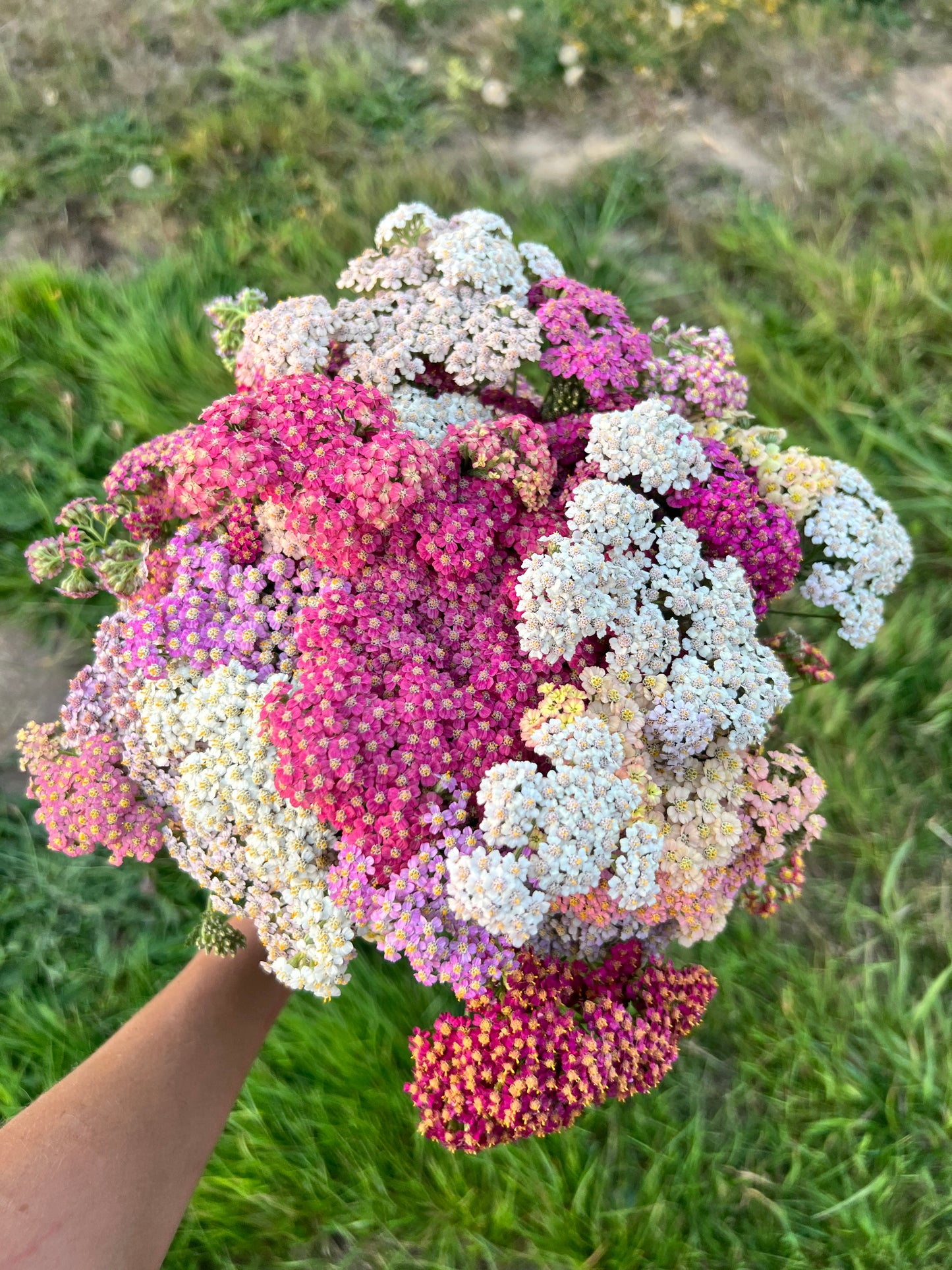 Yarrow 'Summer Pastels'