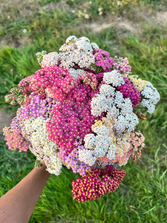 Yarrow 'Summer Pastels'