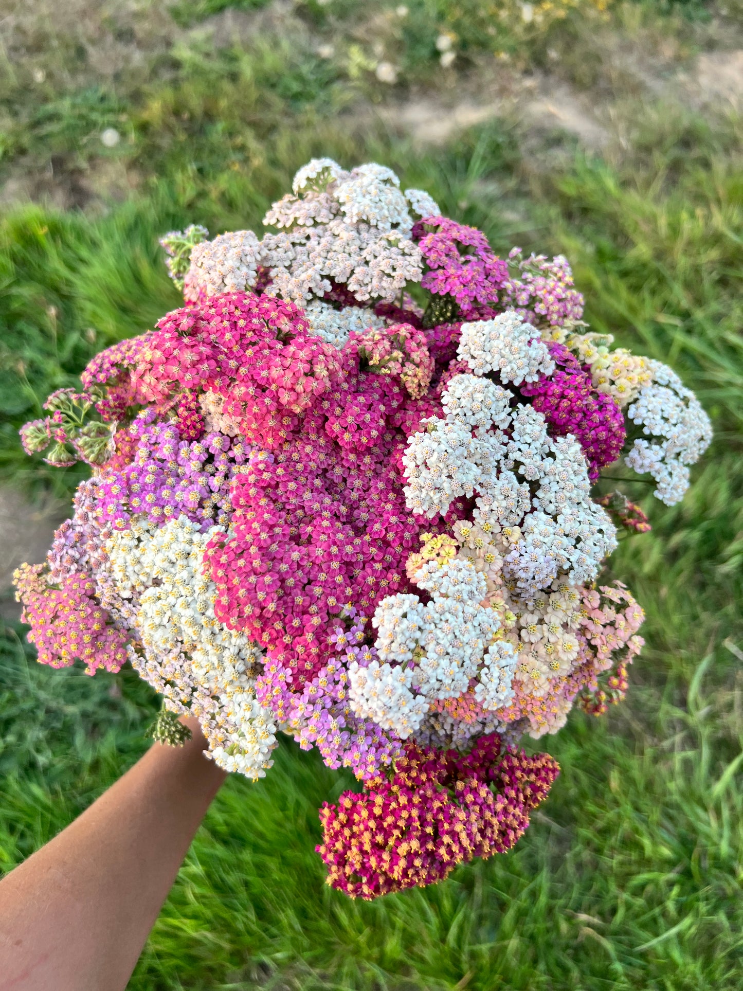 Peachy Pink Bouquet - Dahlia & Seed Collection