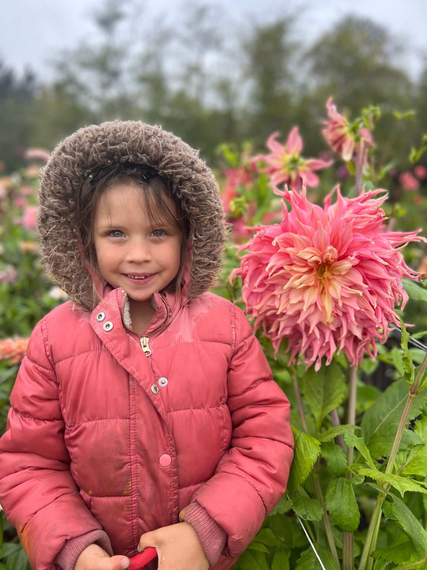 Penhill Watermelon Dahlia