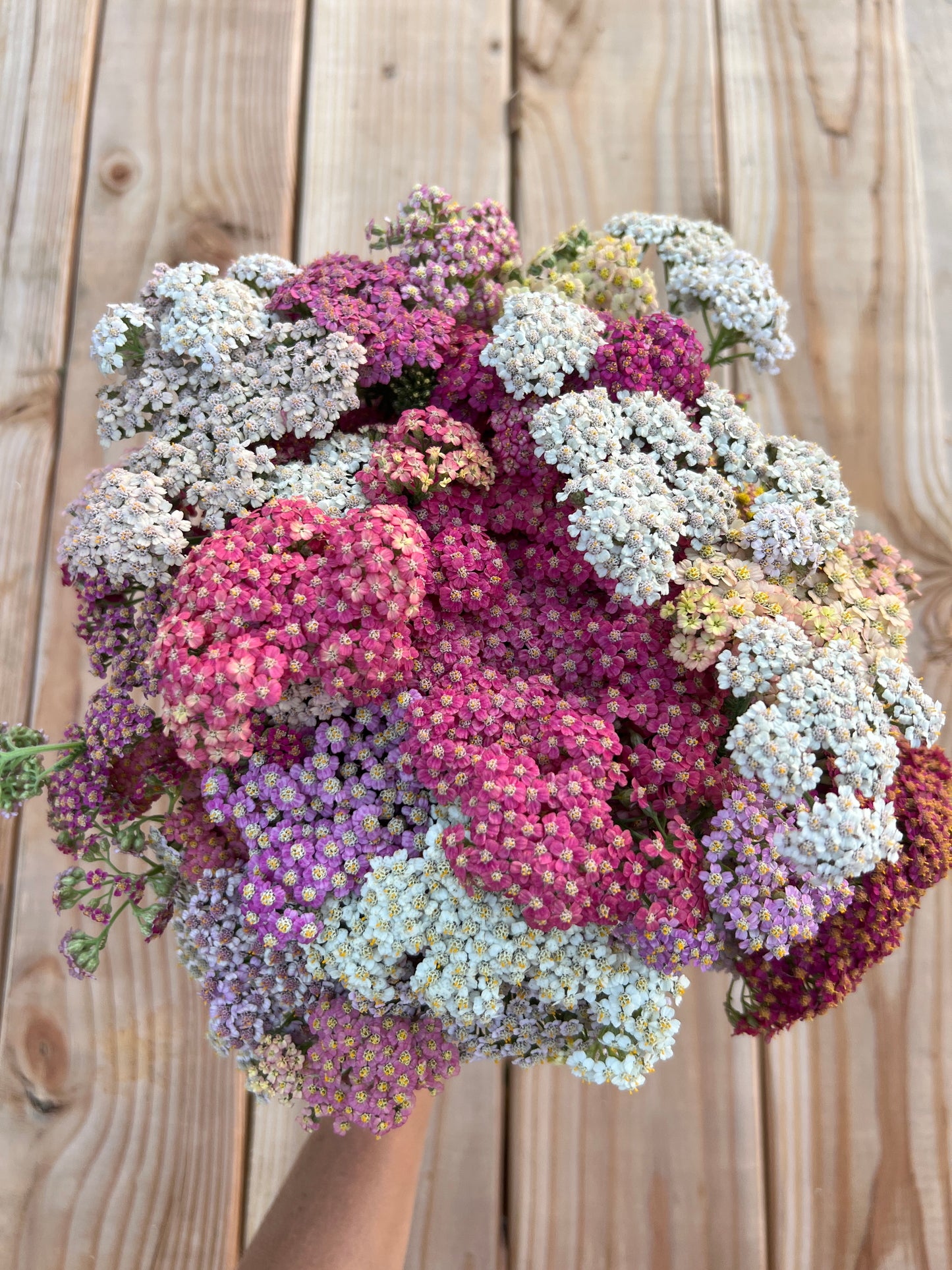 Yarrow 'Summer Pastels'