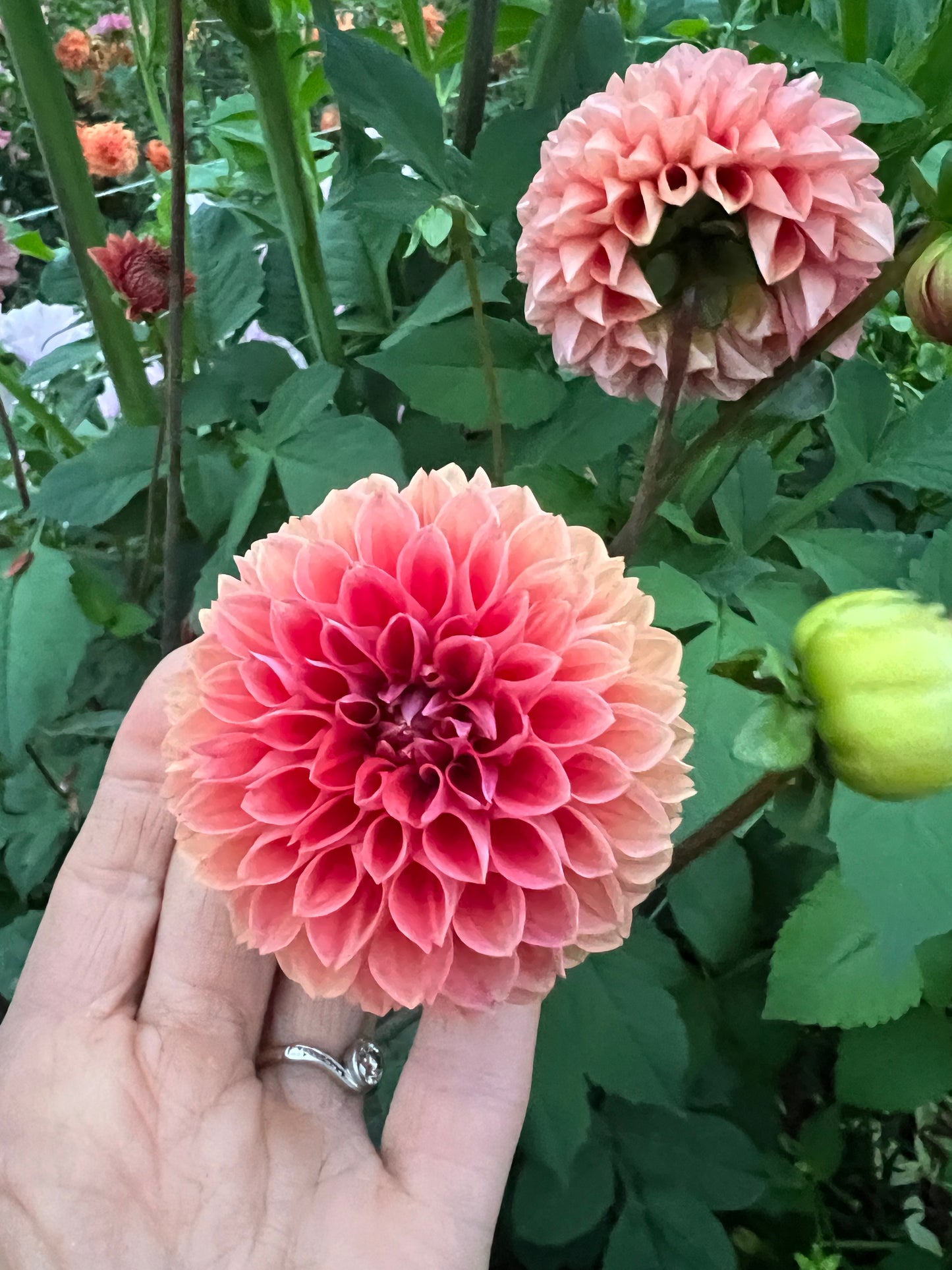 Dahlia Seeds - Mix