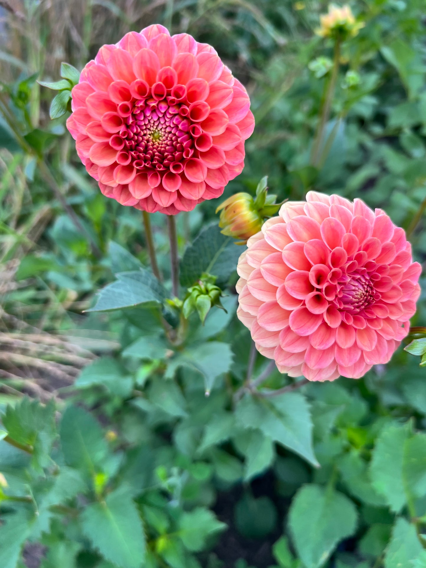 Rose Toscano Dahlia