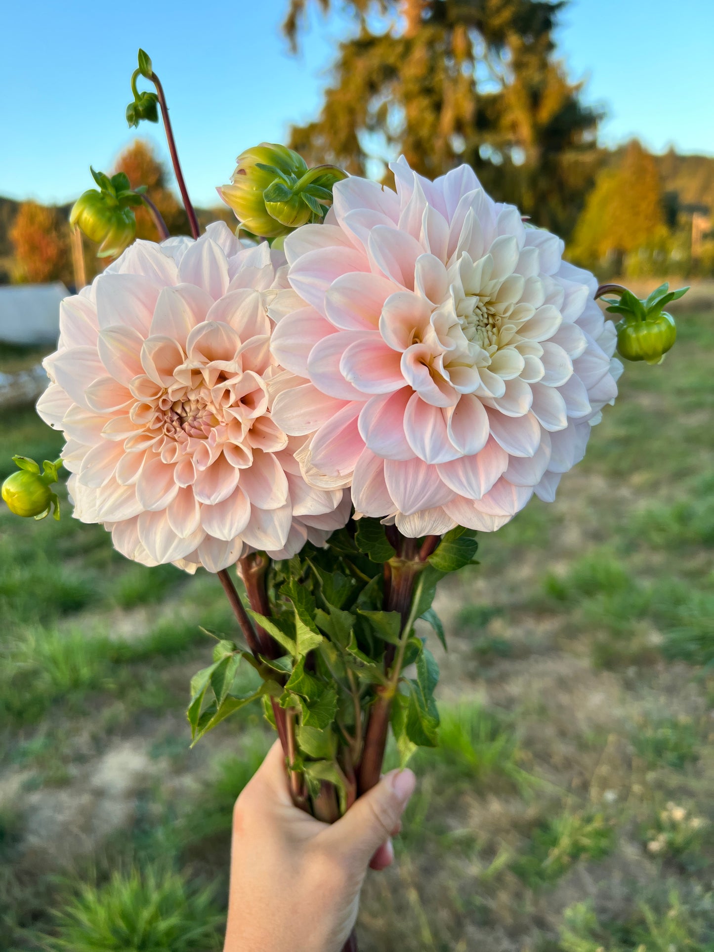 Sweet Natalie Dahlia