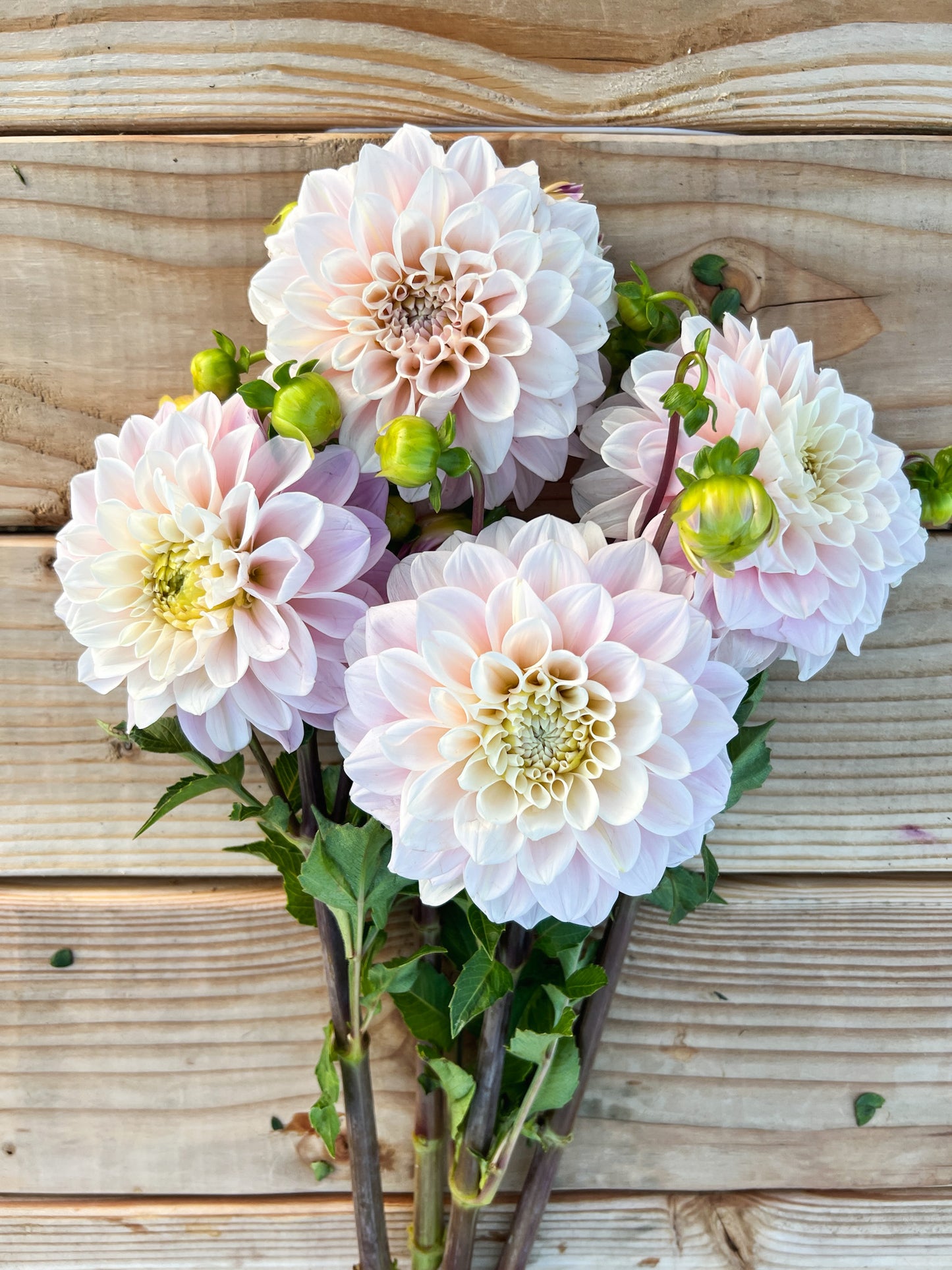 Sweet Natalie Dahlia