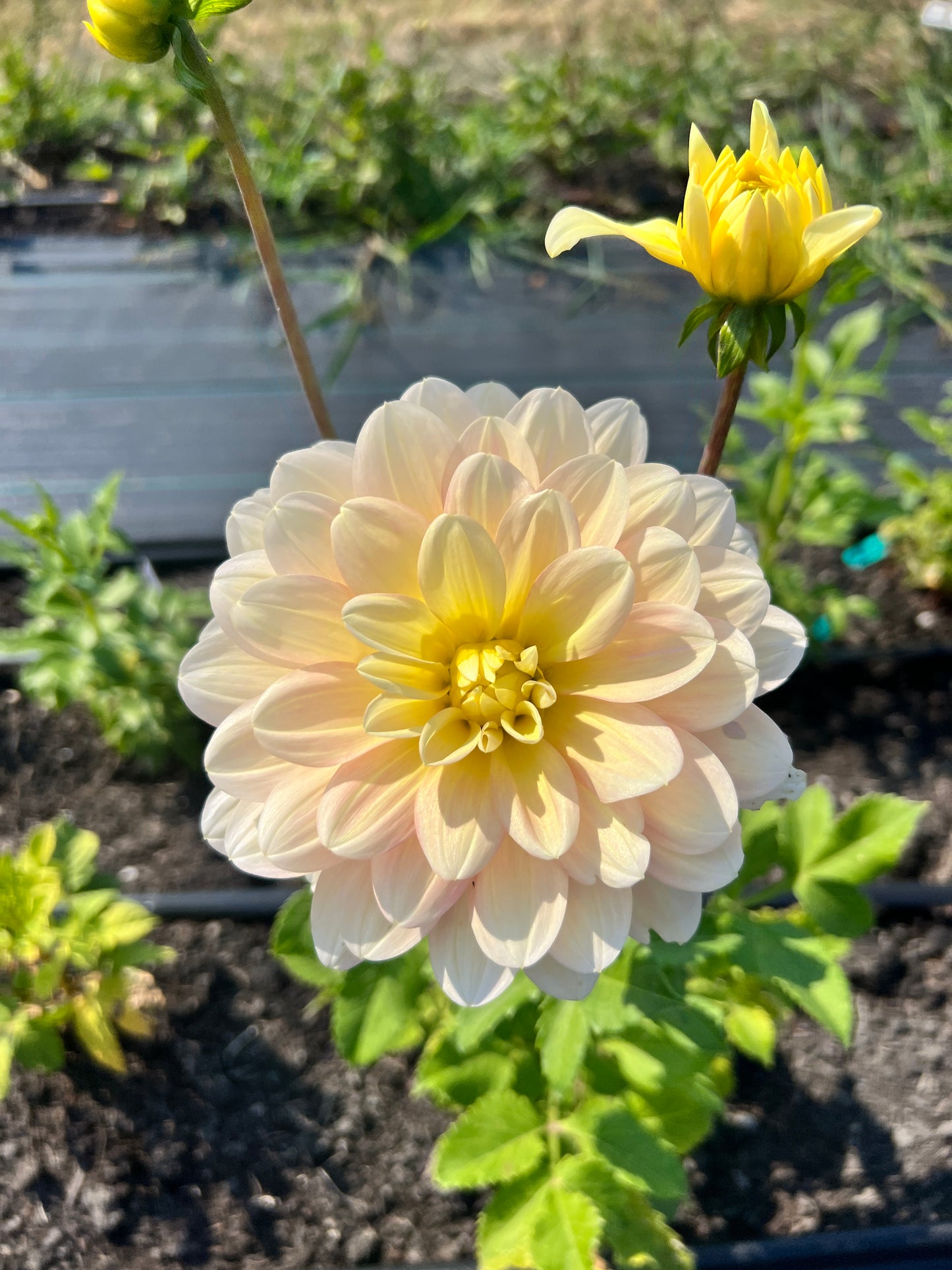 Day Dreamer Dahlia