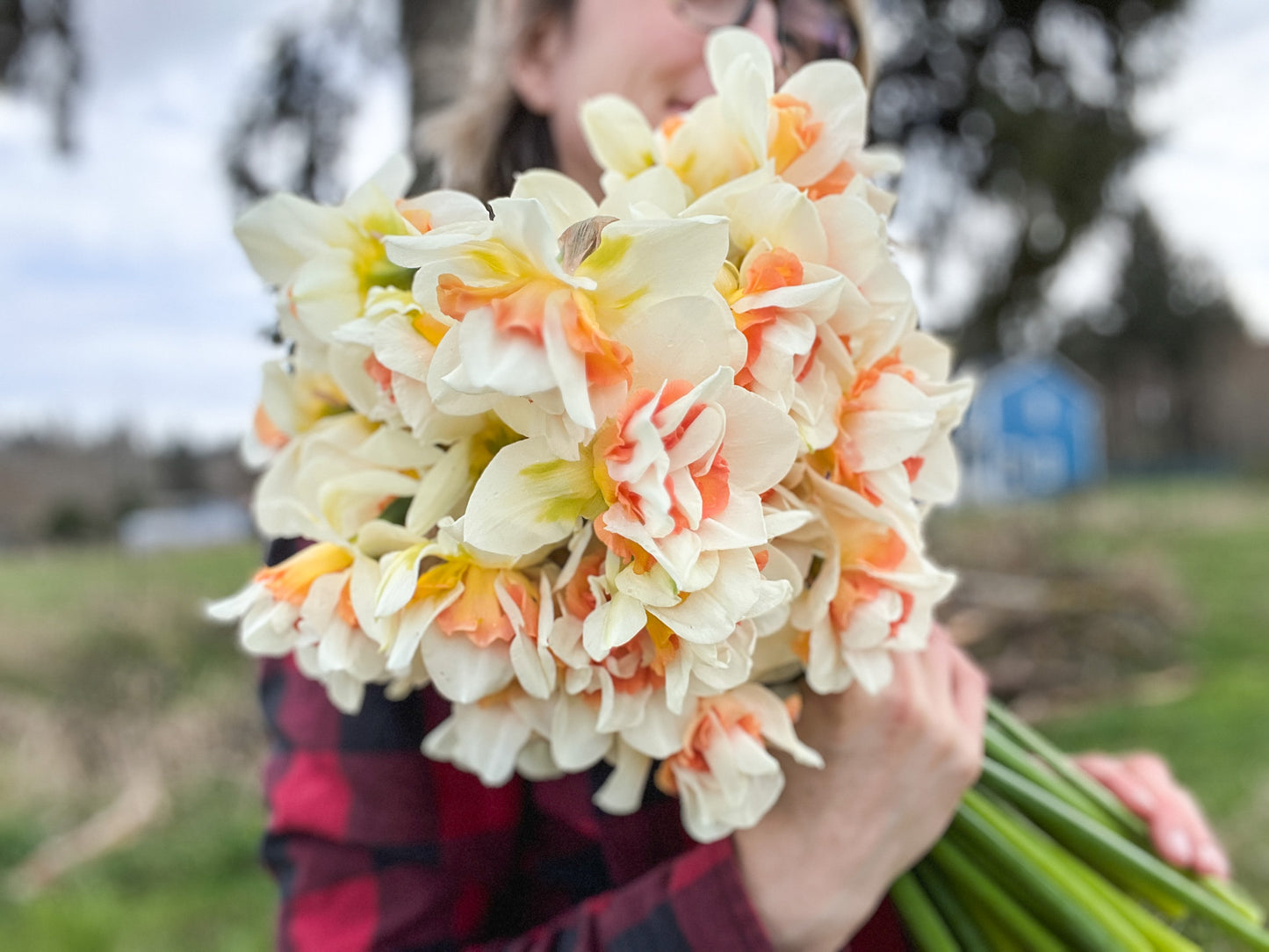 Sweet Paradise Narcissus - 10 Bulbs