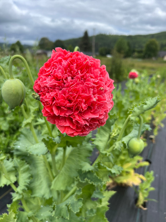 Poppy 'Frosted Salmon'