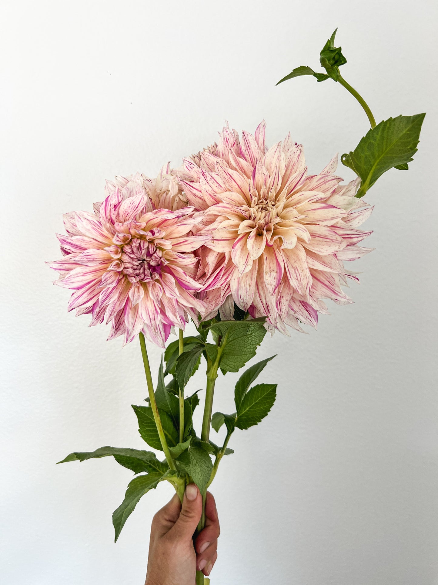 Cafe au Lait Twist Dahlia