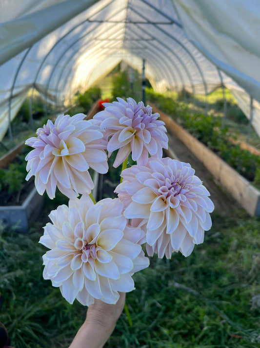 KA® Cinder Rose OR Bella Luna
