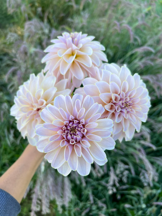KA® Cinder Rose OR Bella Luna