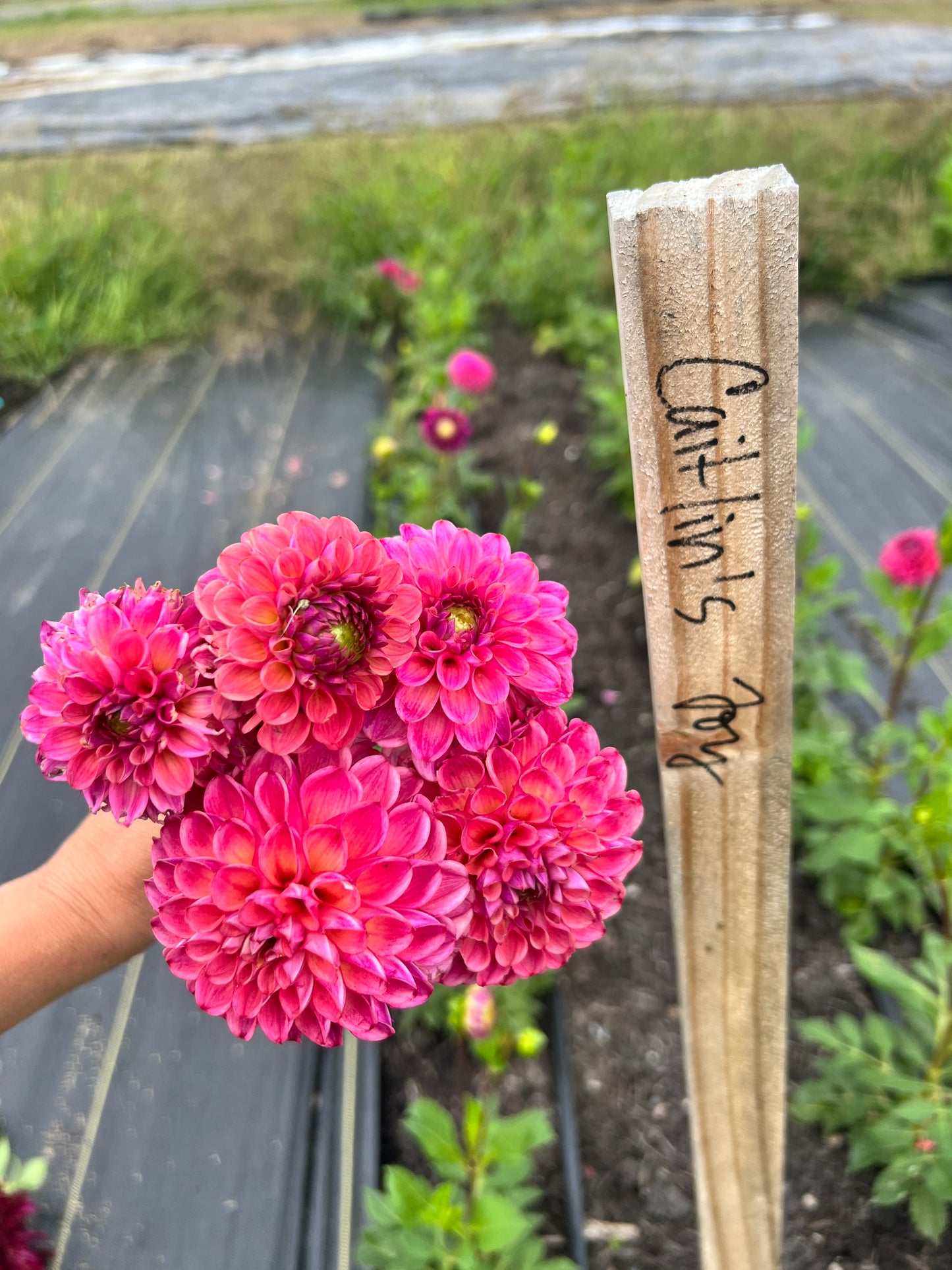 Caitlin's Joy Dahlia