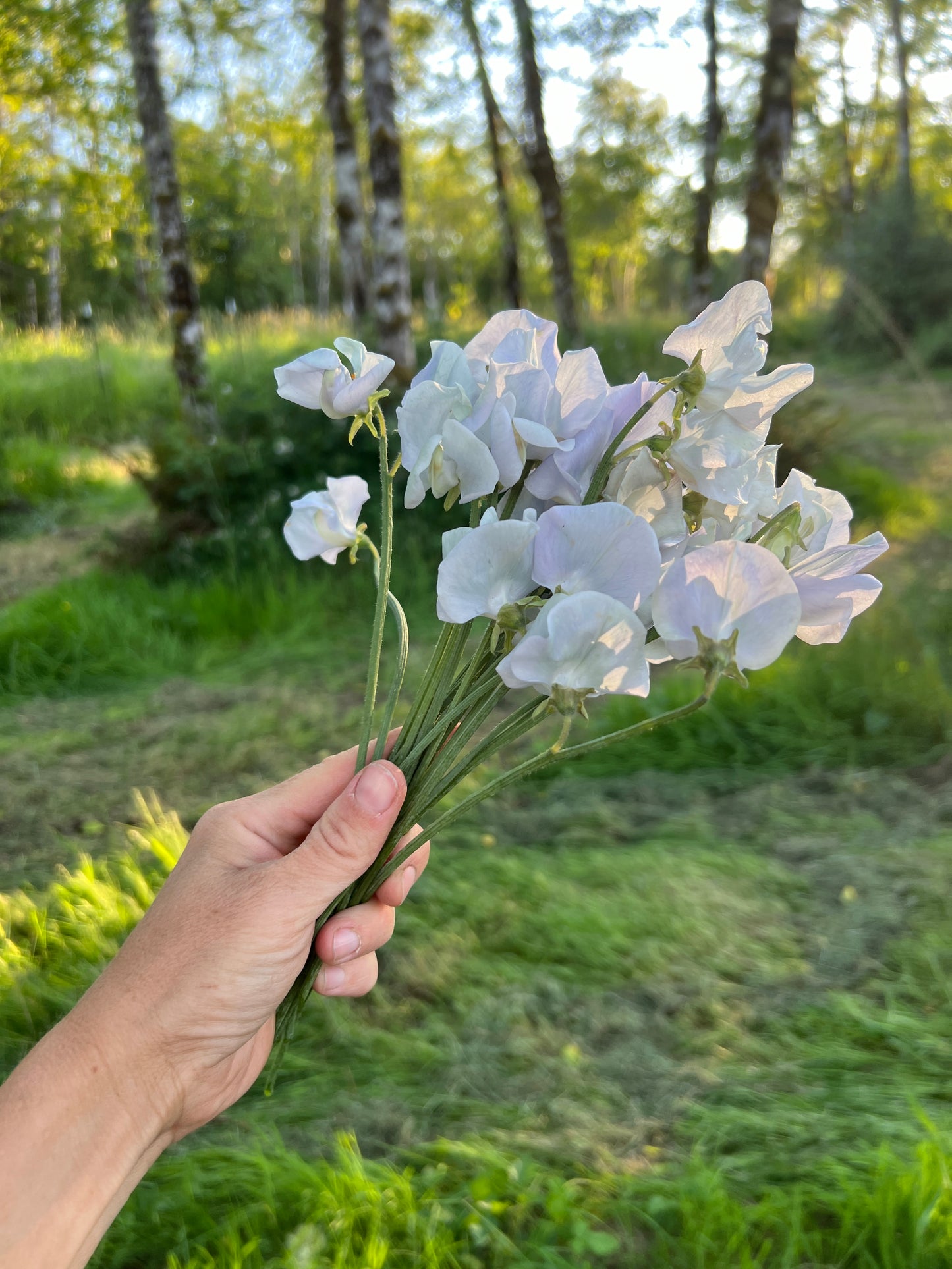 Sweet Pea  'Lunar Blue'