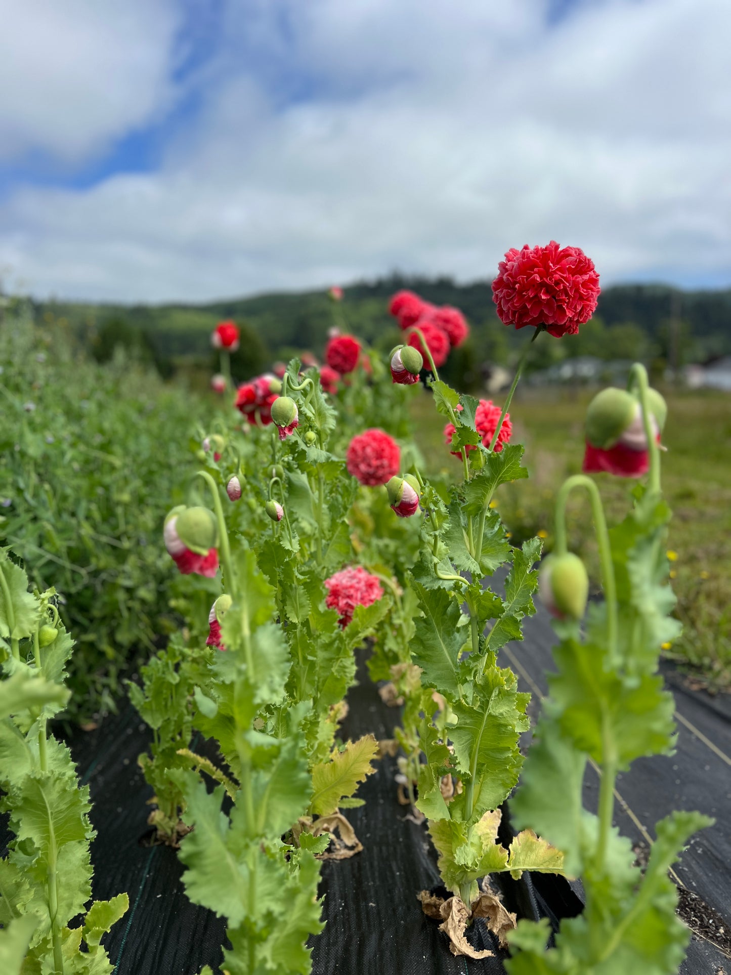 Poppy 'Frosted Salmon'