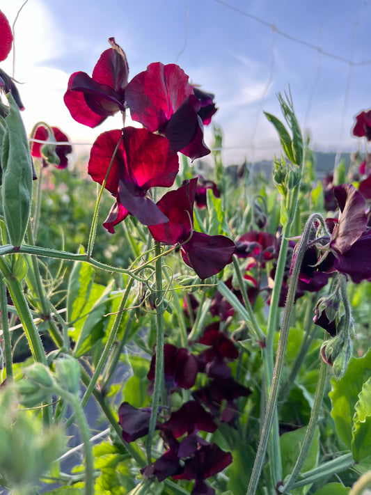 Sweet Pea 'Windsor'