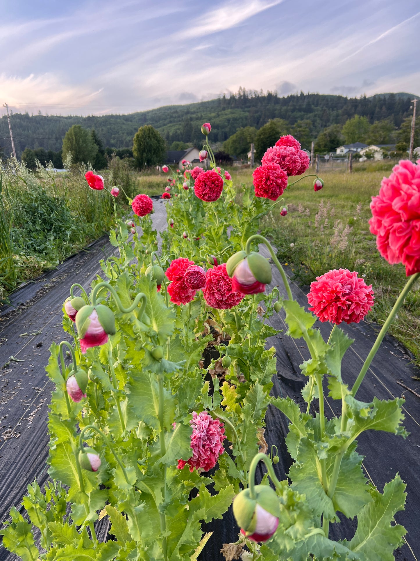 Poppy 'Frosted Salmon'