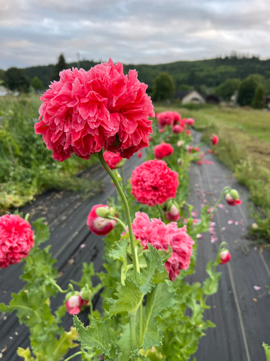 Poppy 'Frosted Salmon'