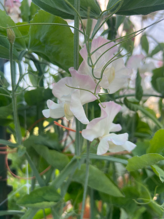 Sweet Pea  'Mollie Rilstone'