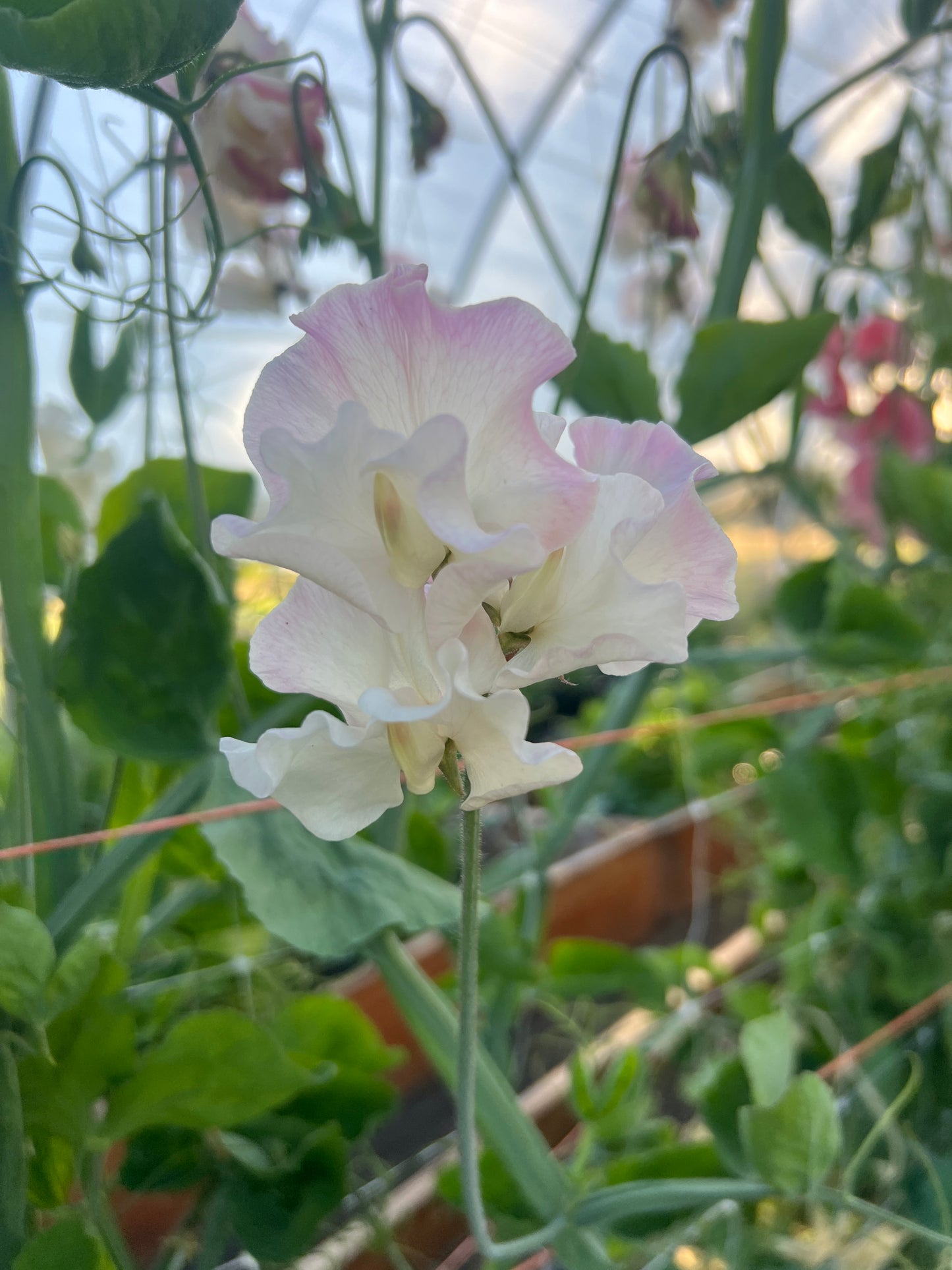 Sweet Pea  'Mollie Rilstone'