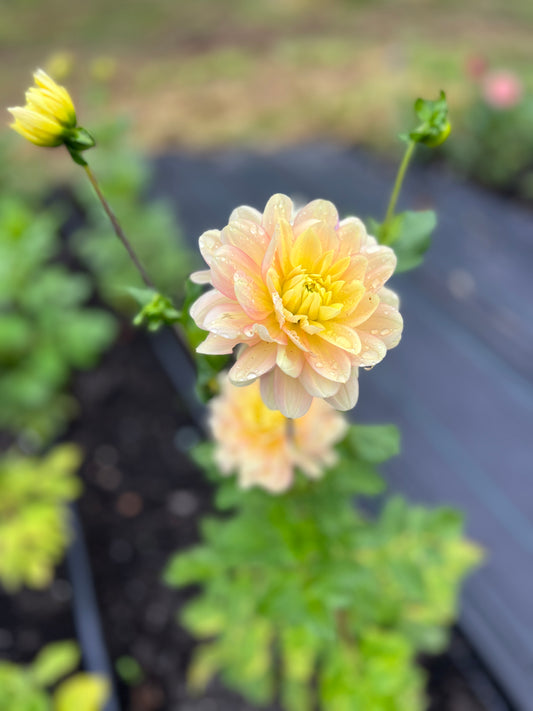 Day Dreamer Dahlia