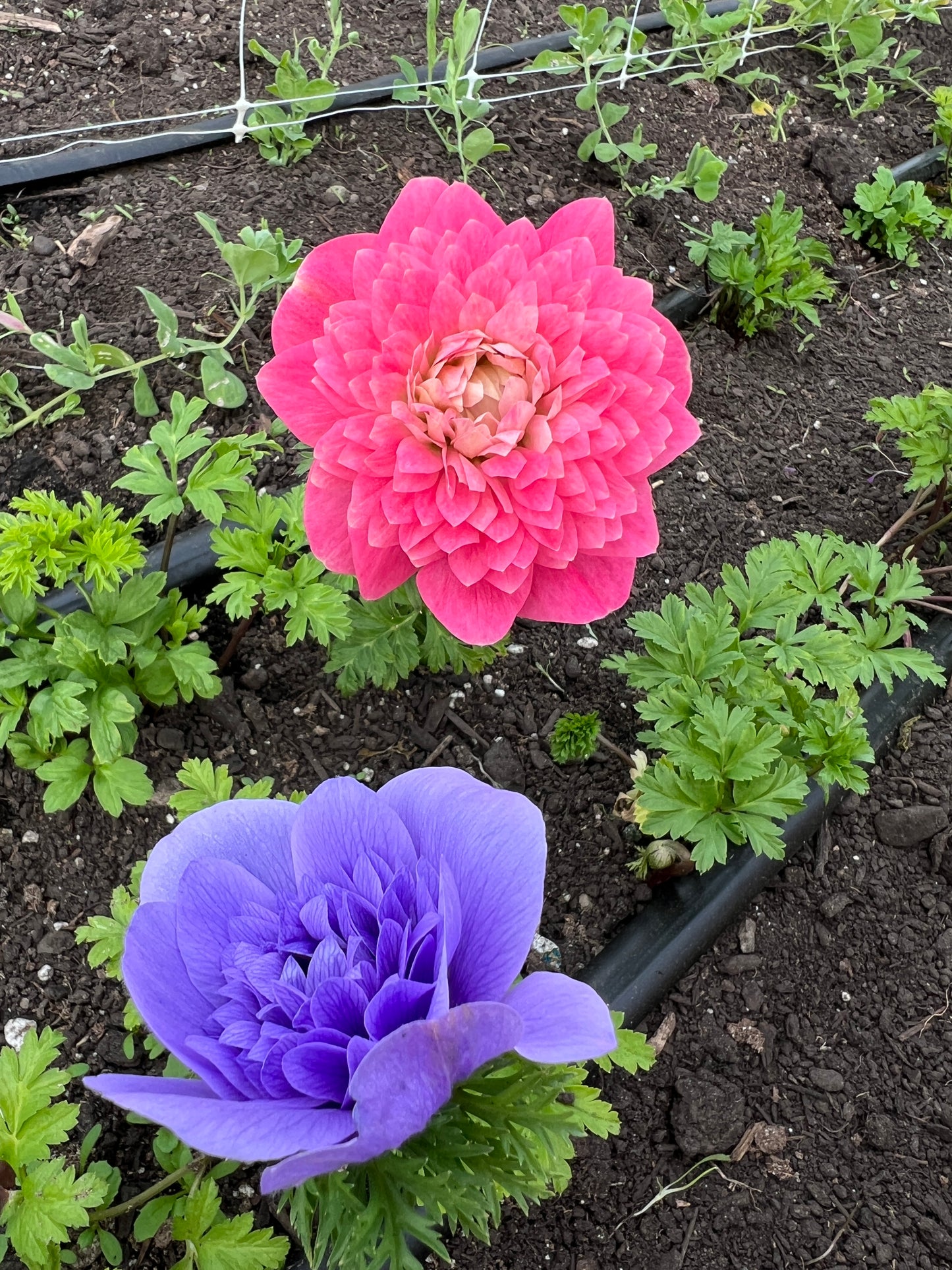 Anemone Levante Mix - 10 corms