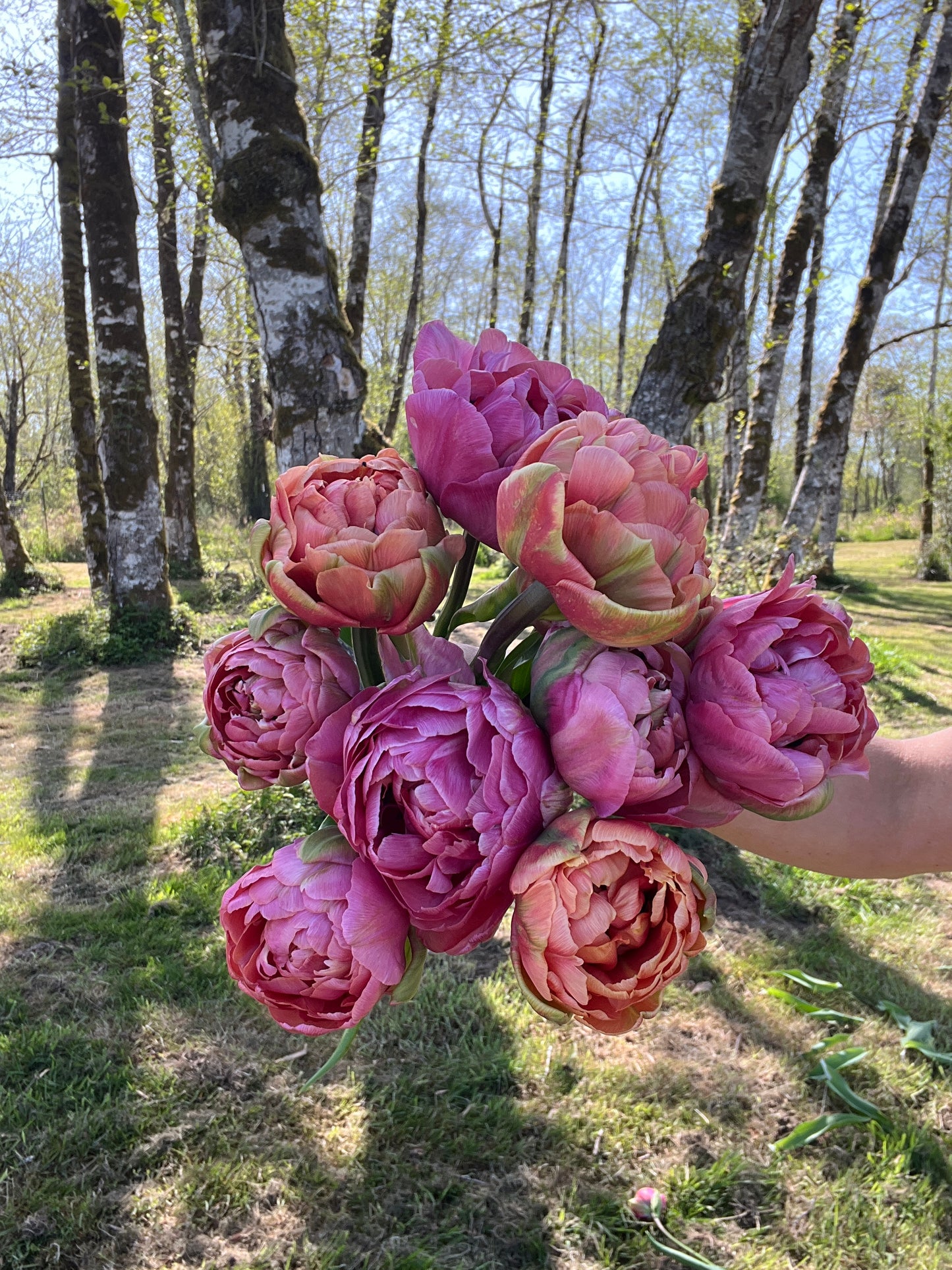 Henkie Penkie Mix Tulips - 10 Bulbs