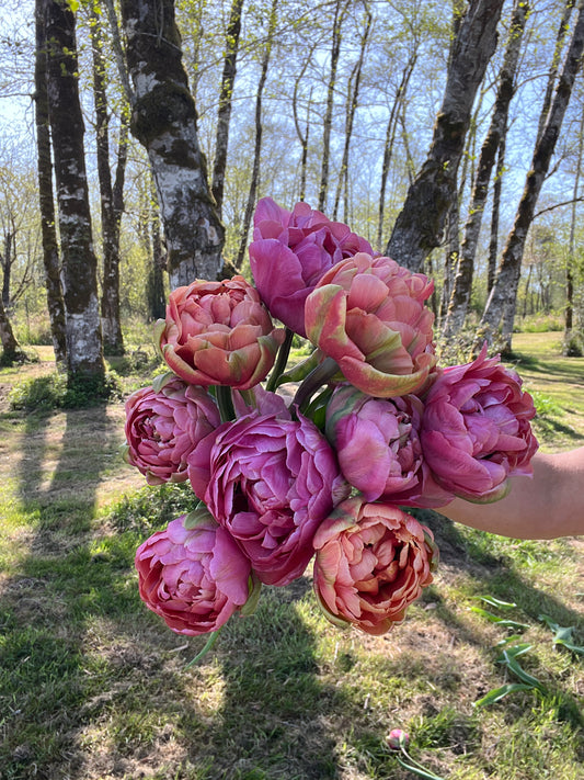 COMING SOON- Henkie Penkie Mix Tulips - 10 Bulbs