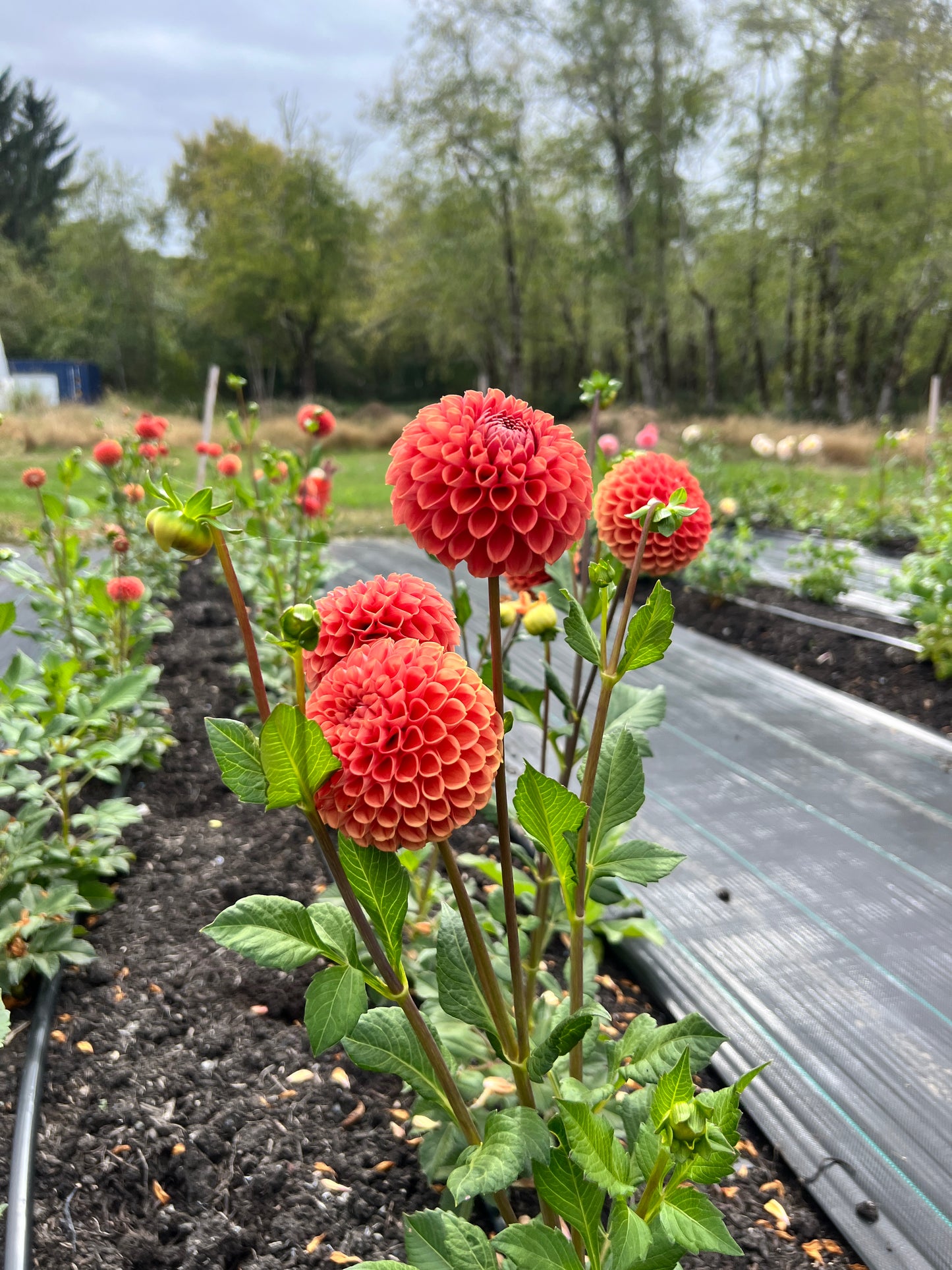 Cornell Bronze Dahlia