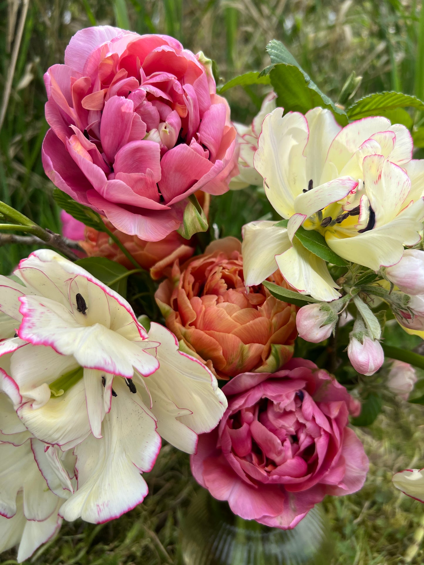 Henkie Penkie Mix Tulips - 10 Bulbs